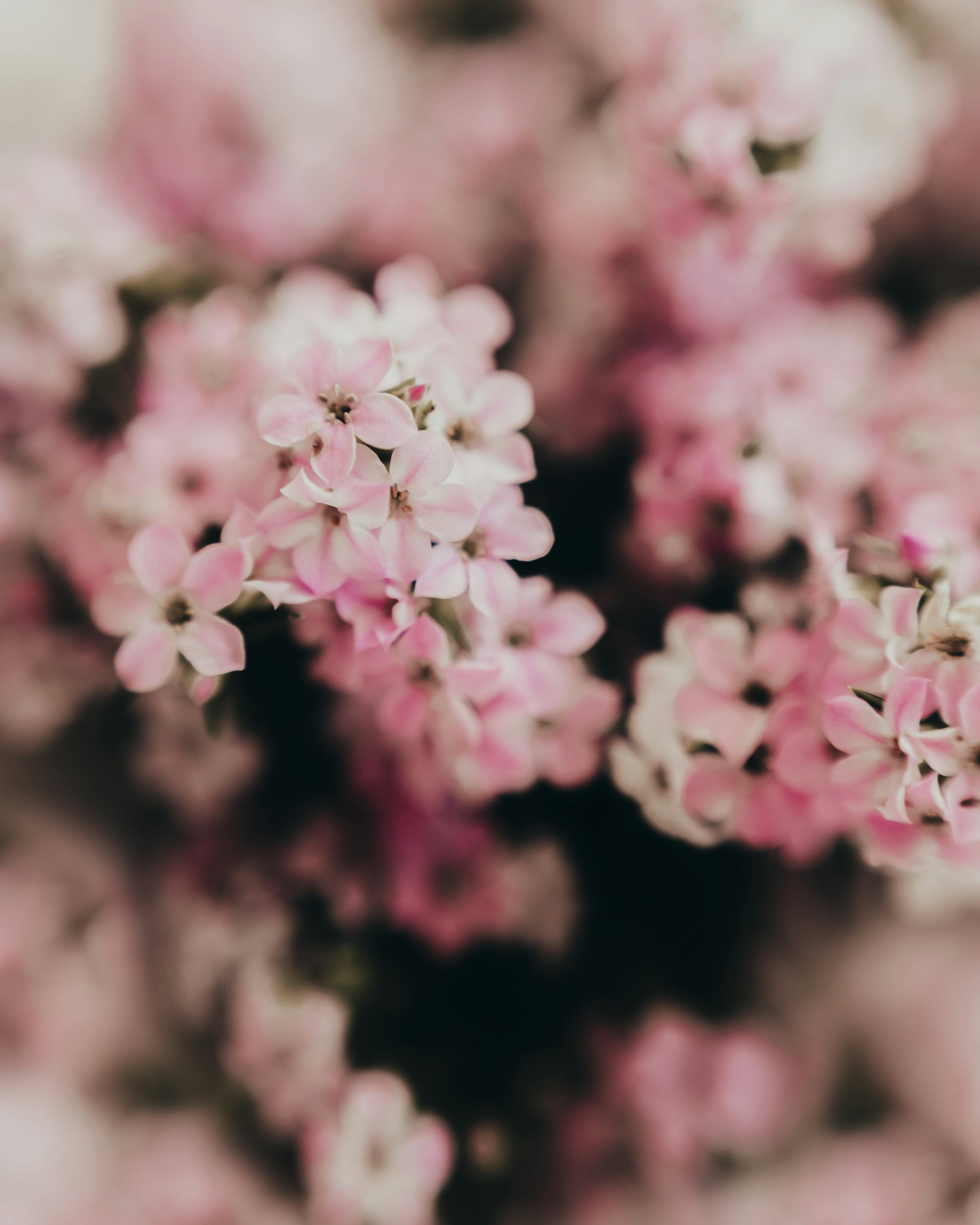 3000x3749 Close Up Of Delicate Pink Flowers In Soft Focus
