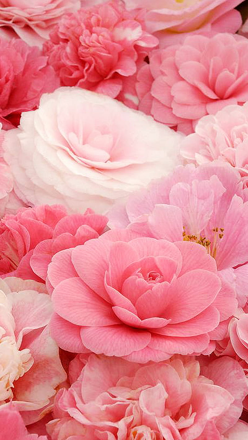 800x1422 HD soft pink flower wallpaper