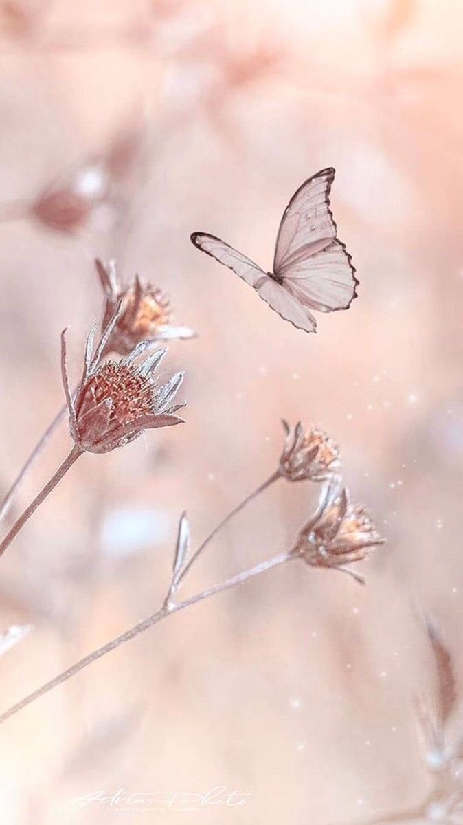 674x1200 Soft colour flowers wallpaper