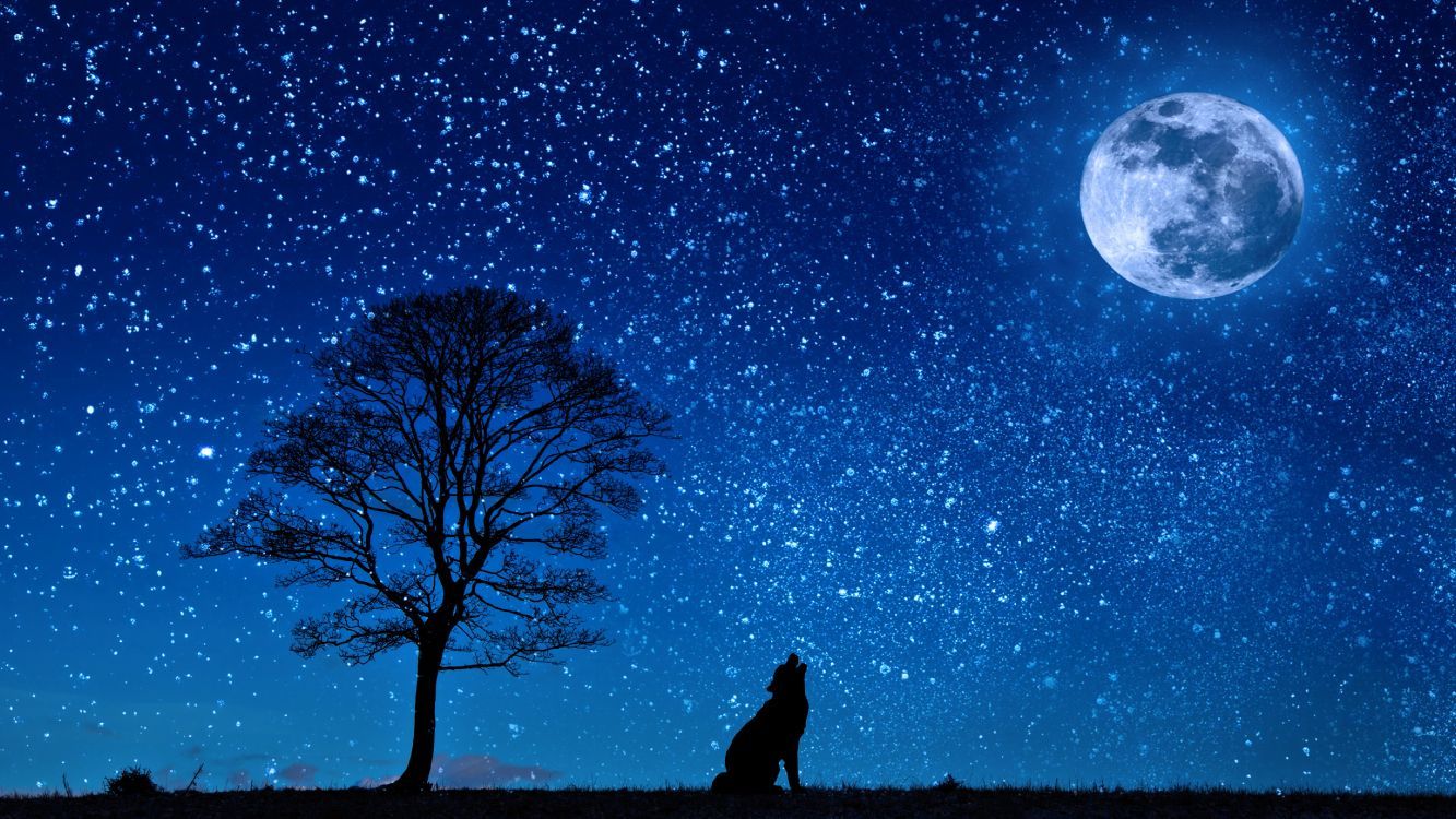 1333x750 Wallpaper Silhouette of Man Standing Near Bare Tree Under Blue Sky During Night Time, Background Free Image