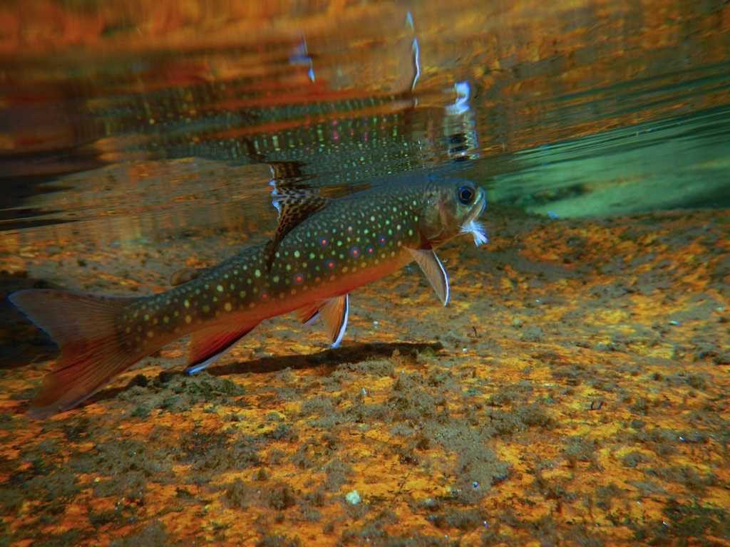 1024x768 Free download HDWP 50 Trout Wallpaper Trout Collection of Widescreen [1024x768] for your Desktop, Mobile & Tablet. Explore Trout Fishing Wallpaper. Fly Fishing Picture Wallpaper, Rainbow Trout Wallpaper, Fly Fishing Wallpaper Trout