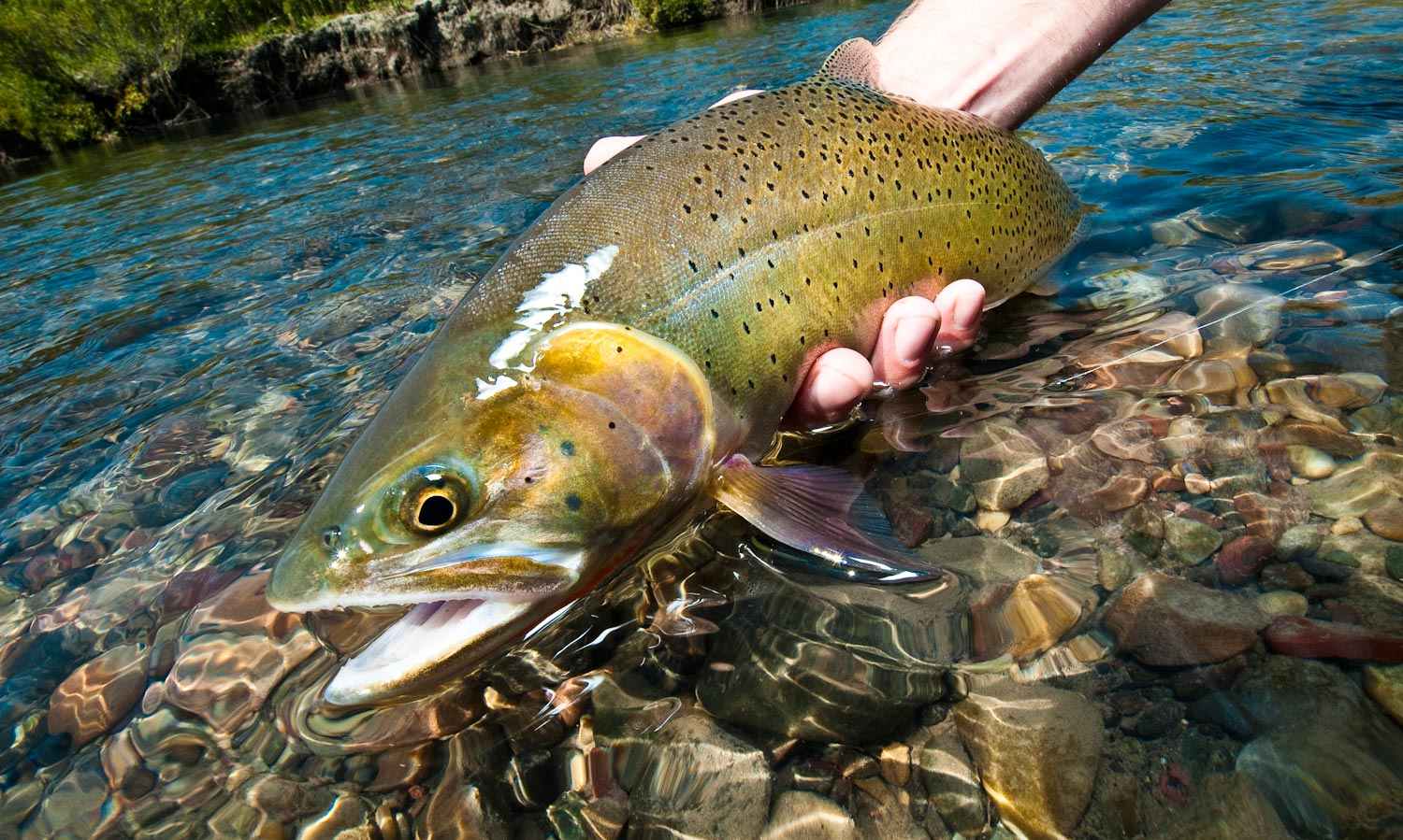 1500x899 How to Fly Fish Straight Sections of Trout Water Fishing. Gink and Gasoline. How to Fly Fish. Trout Fishing. Fly Tying. Fly Fishing Blog