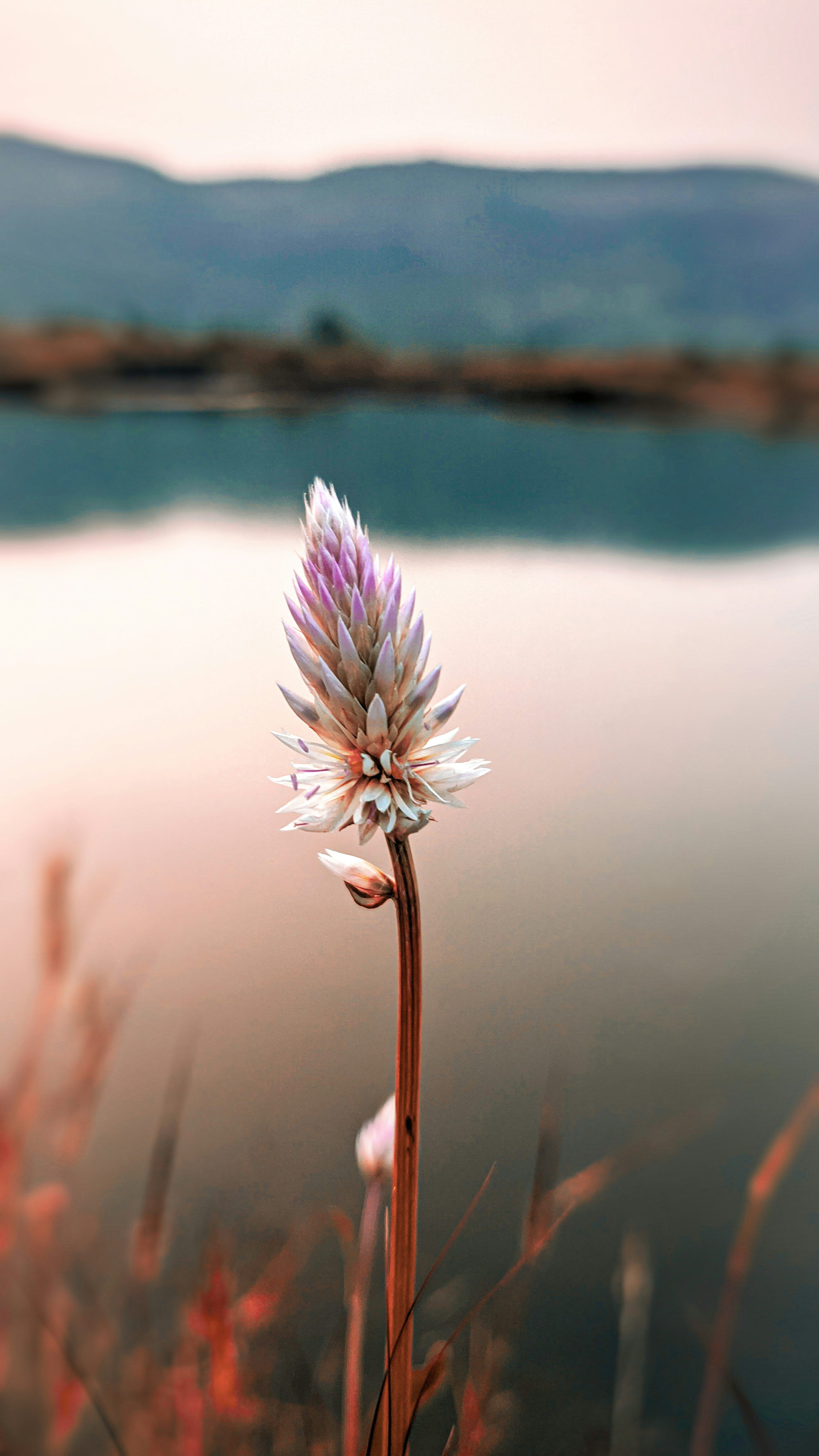 3000x5333 9:16 Picture. Download Free Image