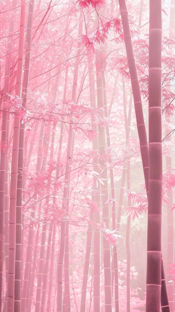 736x1308 Dreamy Pink Bamboo Forests. Landscape Photography. Sfondi iphone, Sfondi carini