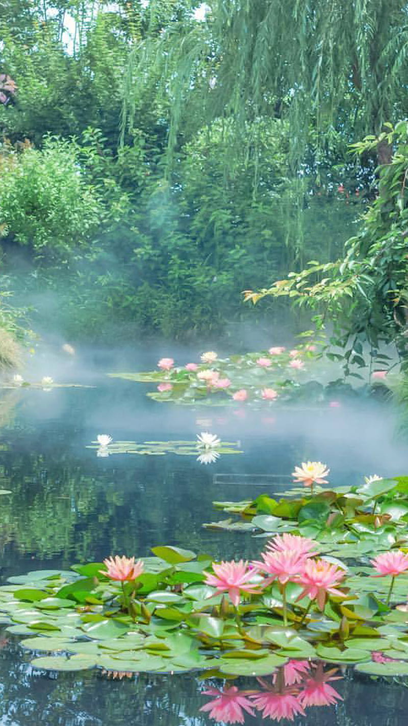800x1422 Forest, aesthetic, blue, flowers, green, landscape, nature, pastel, pink, water, HD phone wallpaper