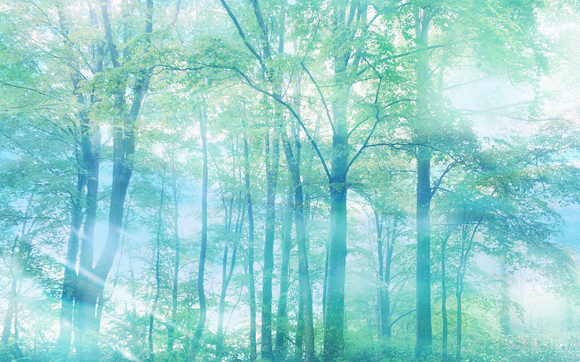 1920x1200 Download Nature Forest HD Wallpaperx1200