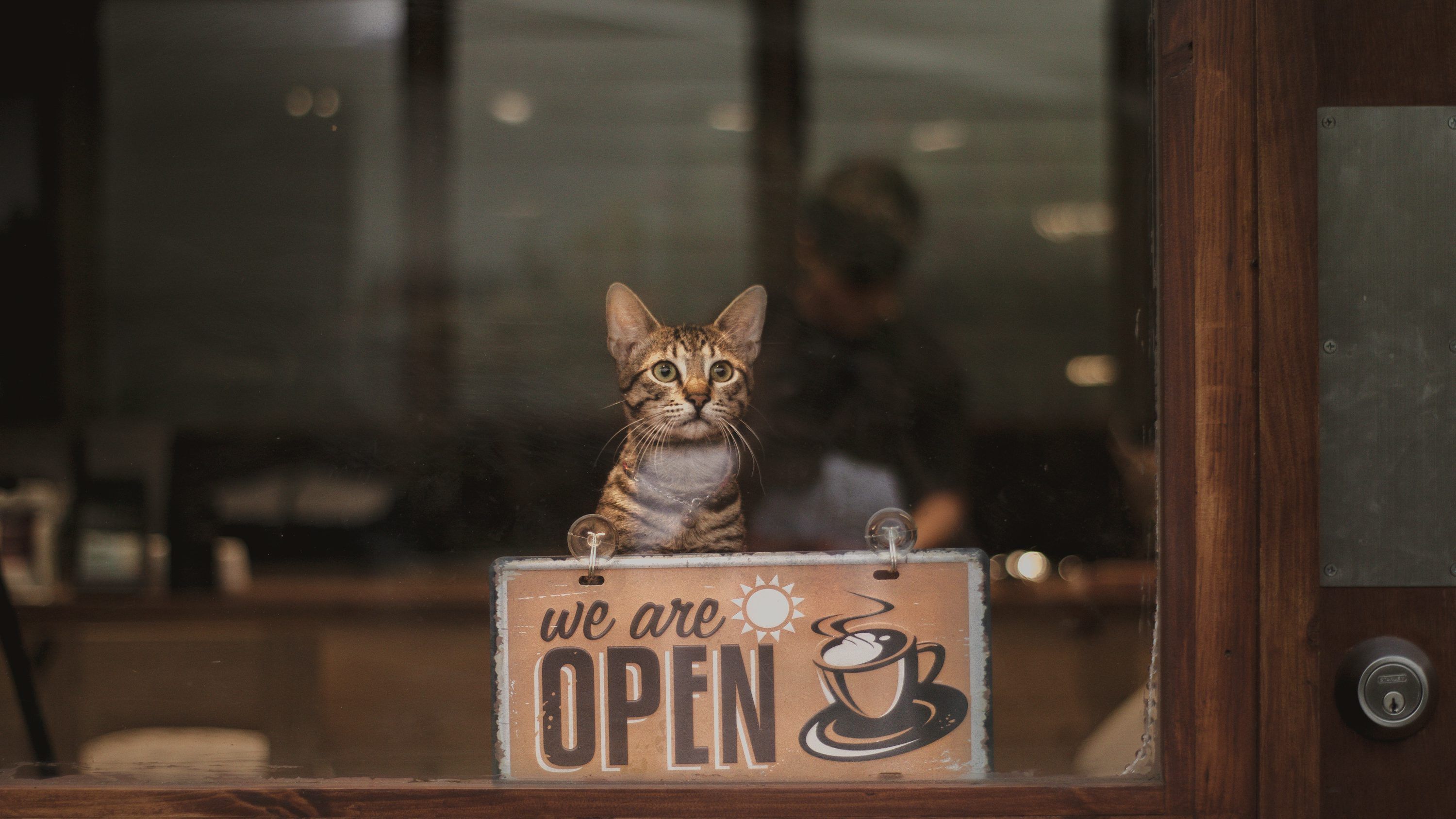 3000x1688 Cat Cafe Picture. Download Free Image