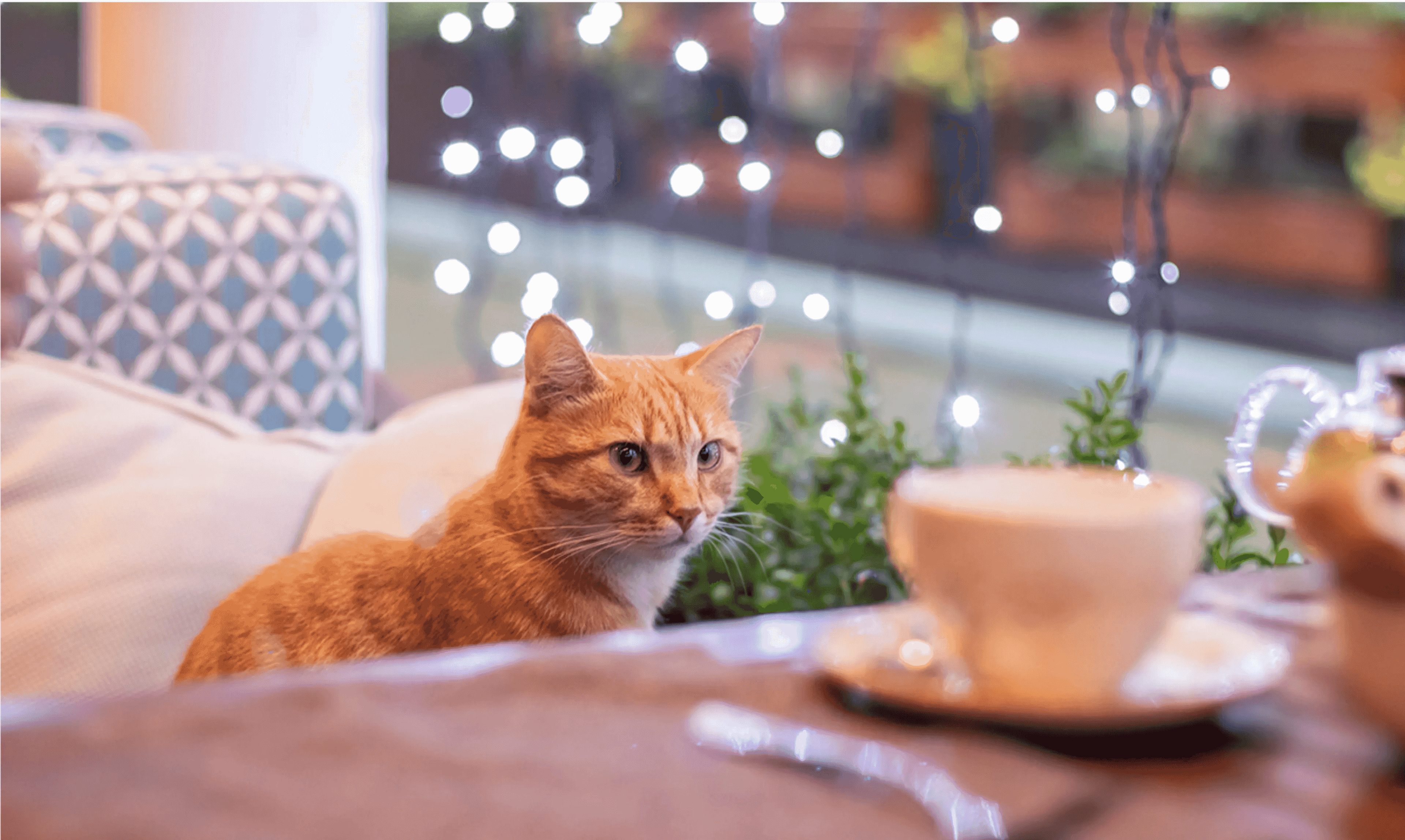 3840x2296 Best cat cafes in Chicago for International Cat Day