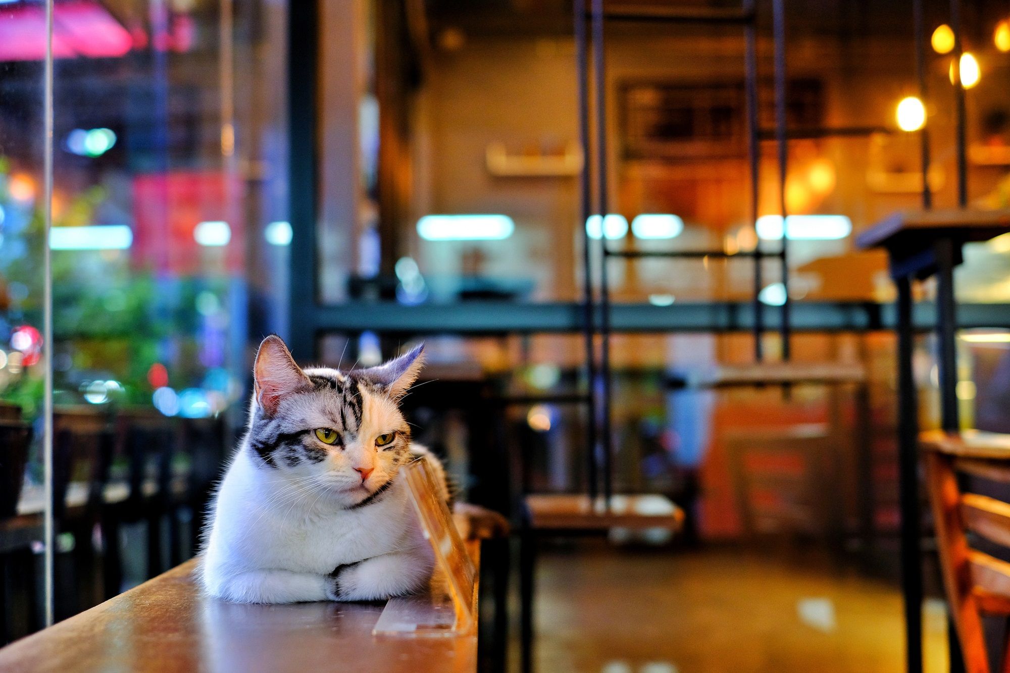 2000x1333 Best Cat Café 2025. Newsweek Readers' Choice Awards