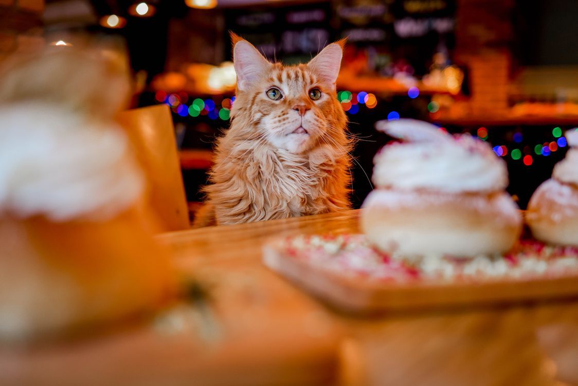1124x750 Maine Coon Cat in Cafe with Pastries · Free