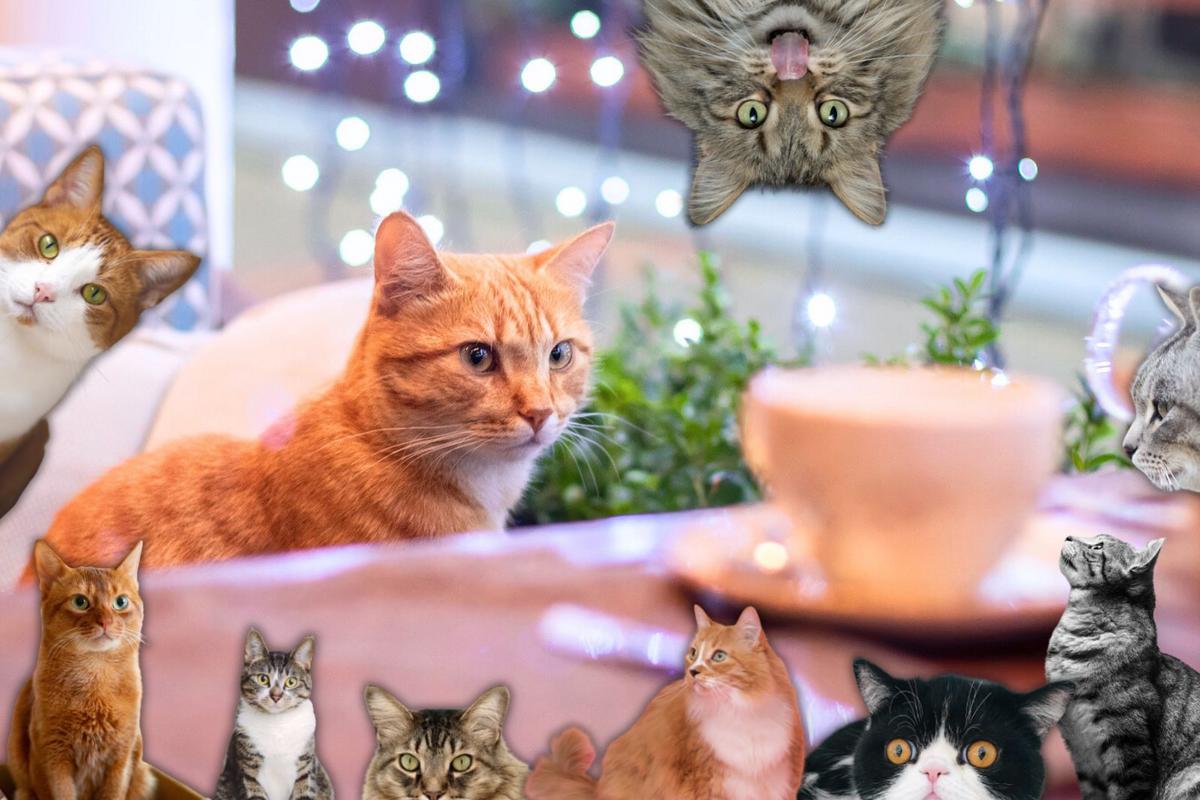 1200x800 Cat Cafes With Punny Names That Are Just Purr Fect