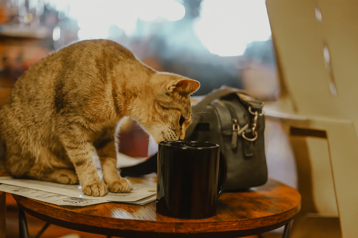 1200x800 Coffee and the Cats