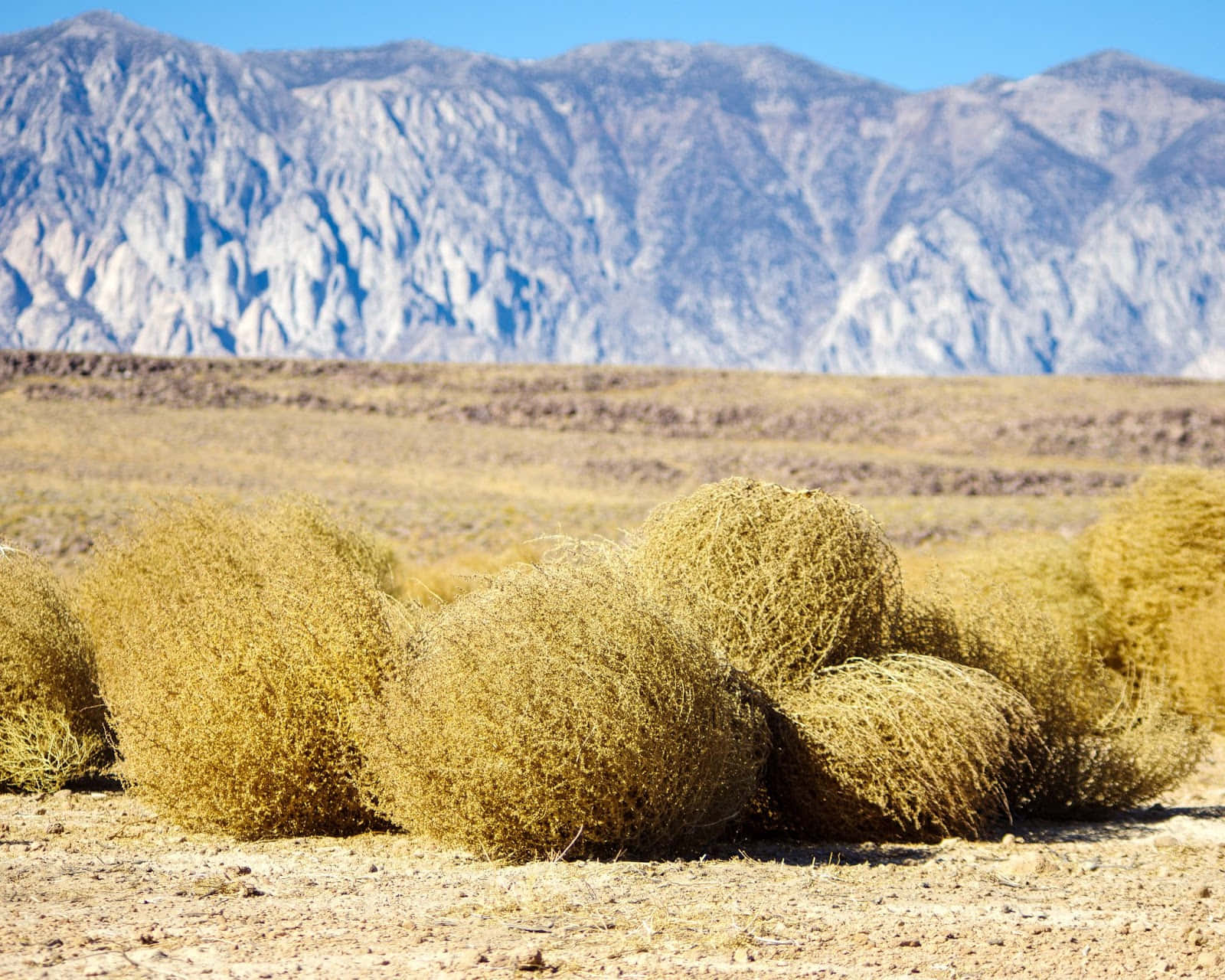 1600x1280 Download A lone Tumbleweed amidst sweeping desert landscapes. Wallpaper