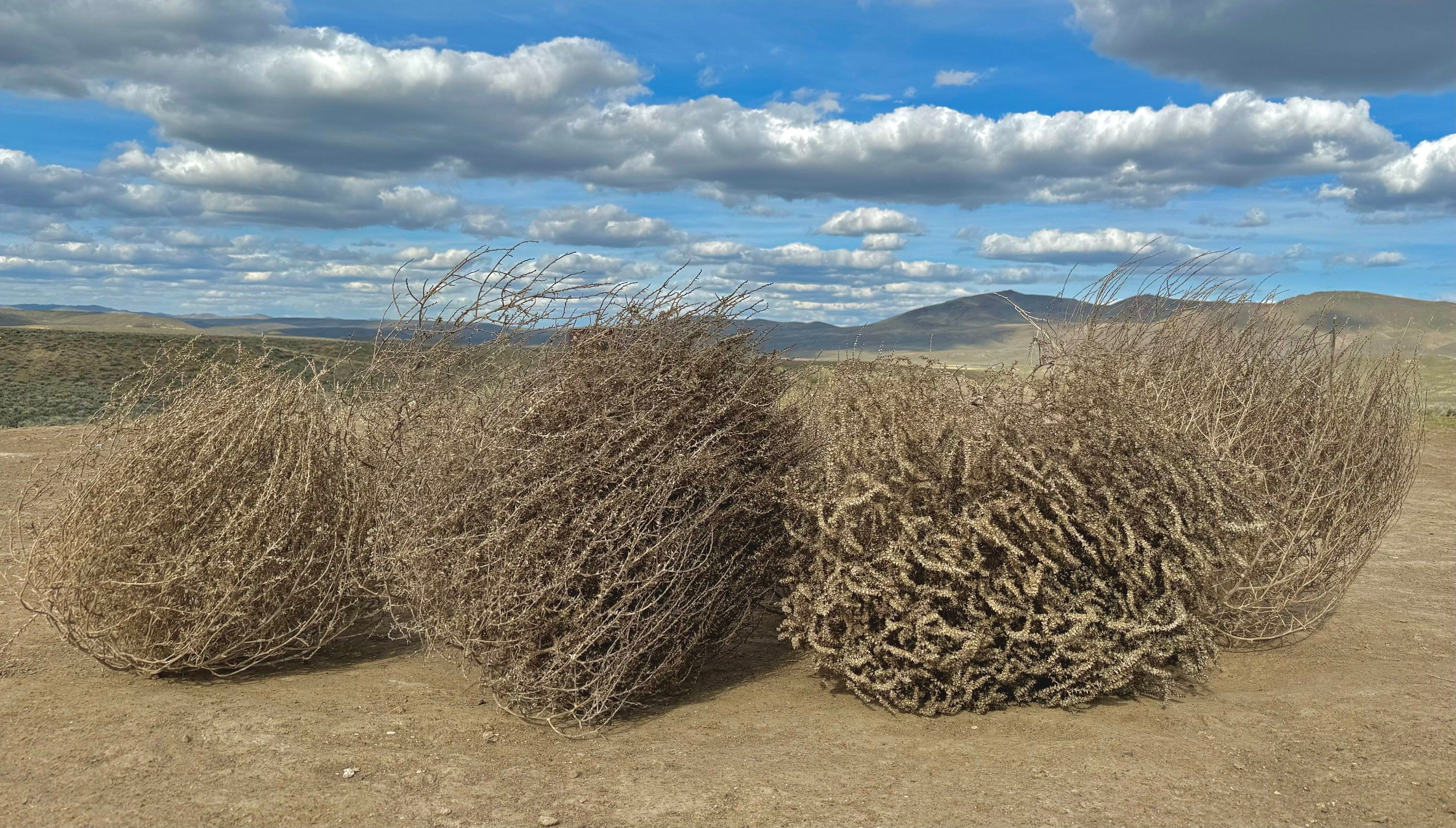 3000x1706 Tumbleweeds! MASSIVE SIZE! 30”+!! Wow! Beautiful Full Tumbleweeds Hand Foraged Ethically Sourced All Natural Nevada High Desert Tumbleweed