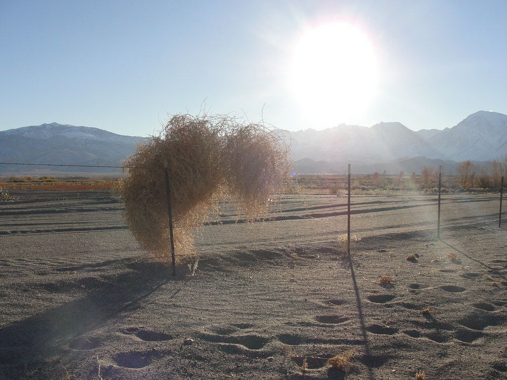 1024x768 Tumbleweed. Giant tumbleweed on the outskirts of Bishop Cal