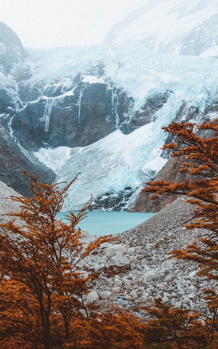 736x1177 Wallpaper trees argentina lake mountains el chalten