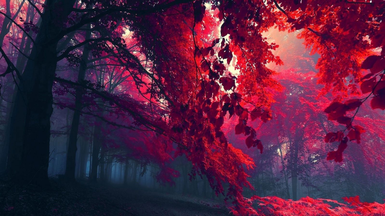 1600x900 Red Autumn 4K UHD Wallpaper for UltraHD Desktop and TV : Smartphone and Tablet Devices