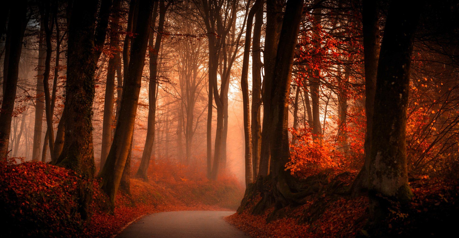 1920x998 Autumn Fog: A 4K Ultra HD Wallpaper of Nature's Serenityx3562