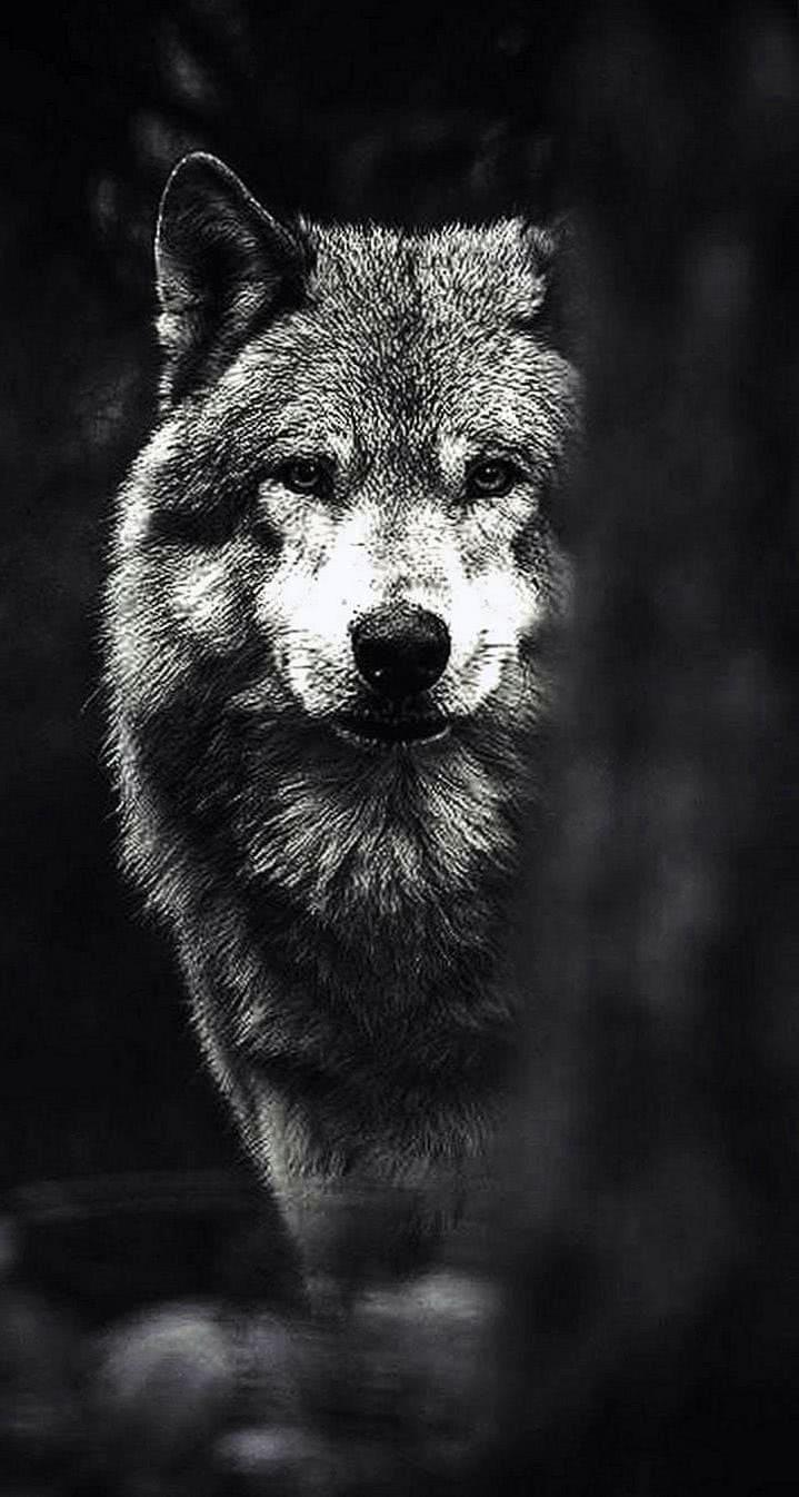 719x1346 Wolf HD Wallpaper For IPhone 5 Wallpaper.pro