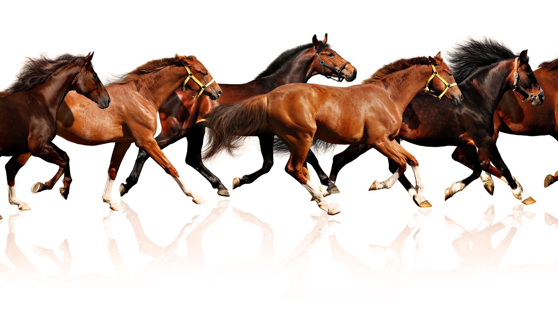 1920x1080 horses, Horse Wallpaper HD / Desktop and Mobile Background