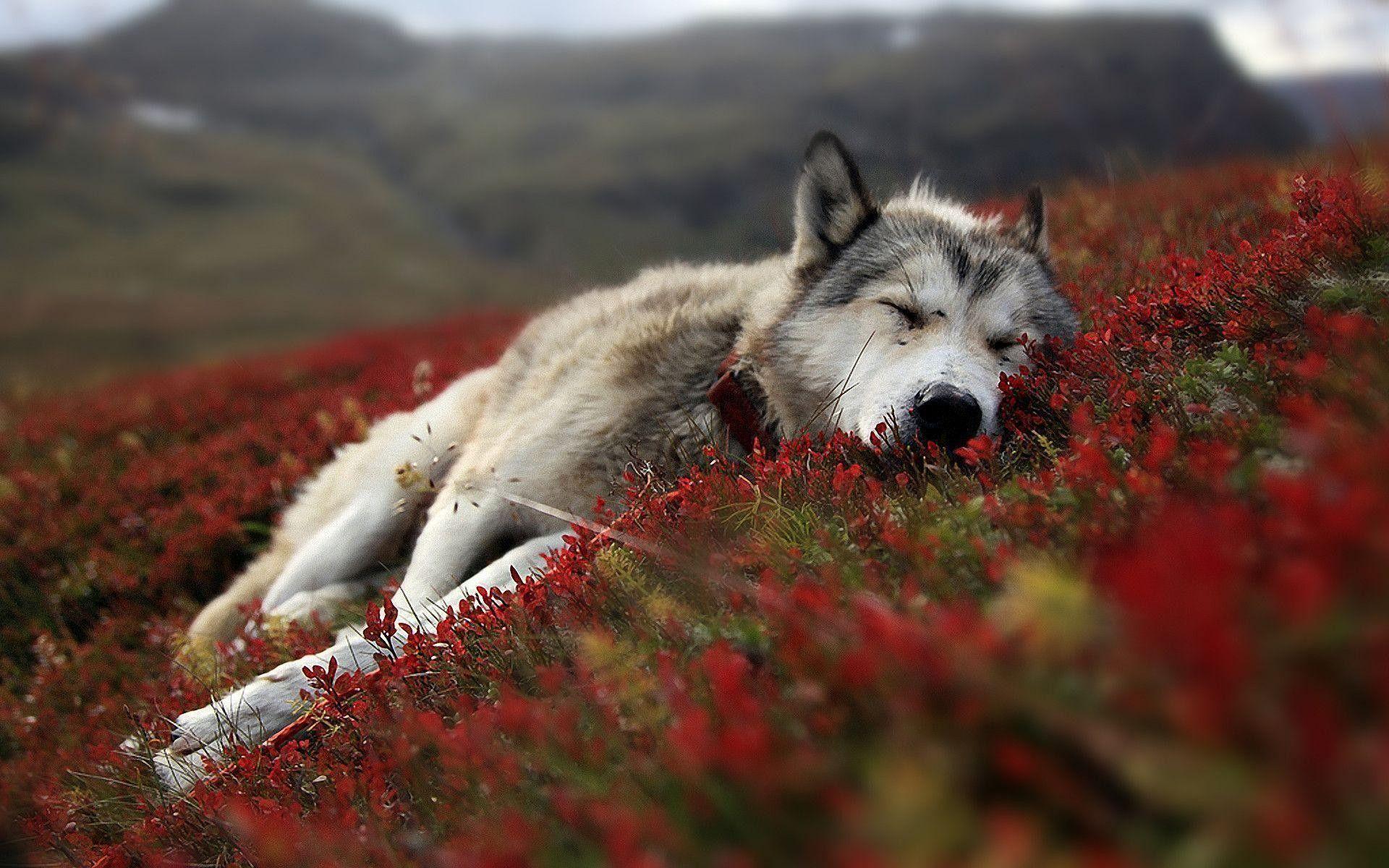1920x1200 Galaxy Wolf Wallpaper