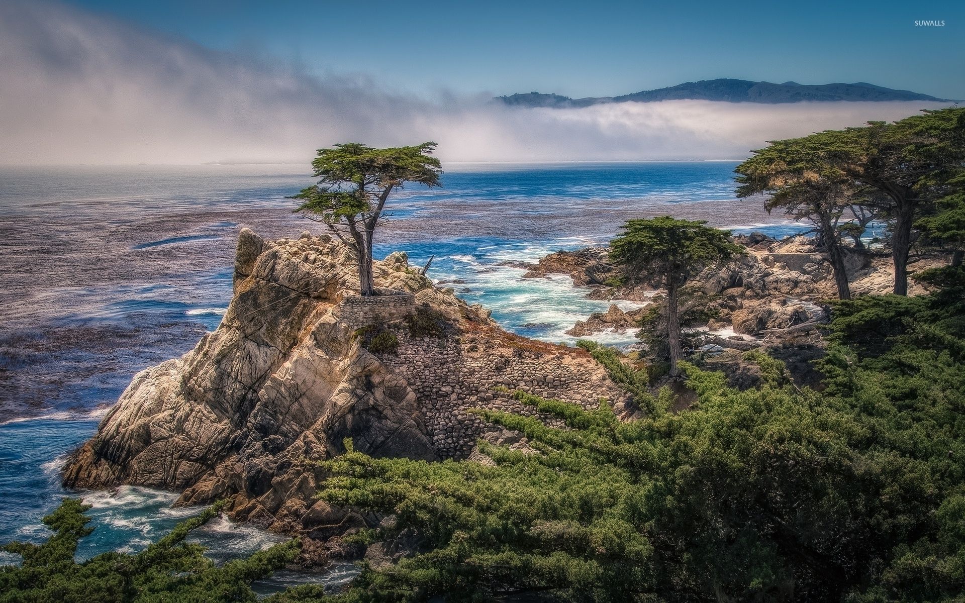 1920x1200 Lone Cypress Wallpaper