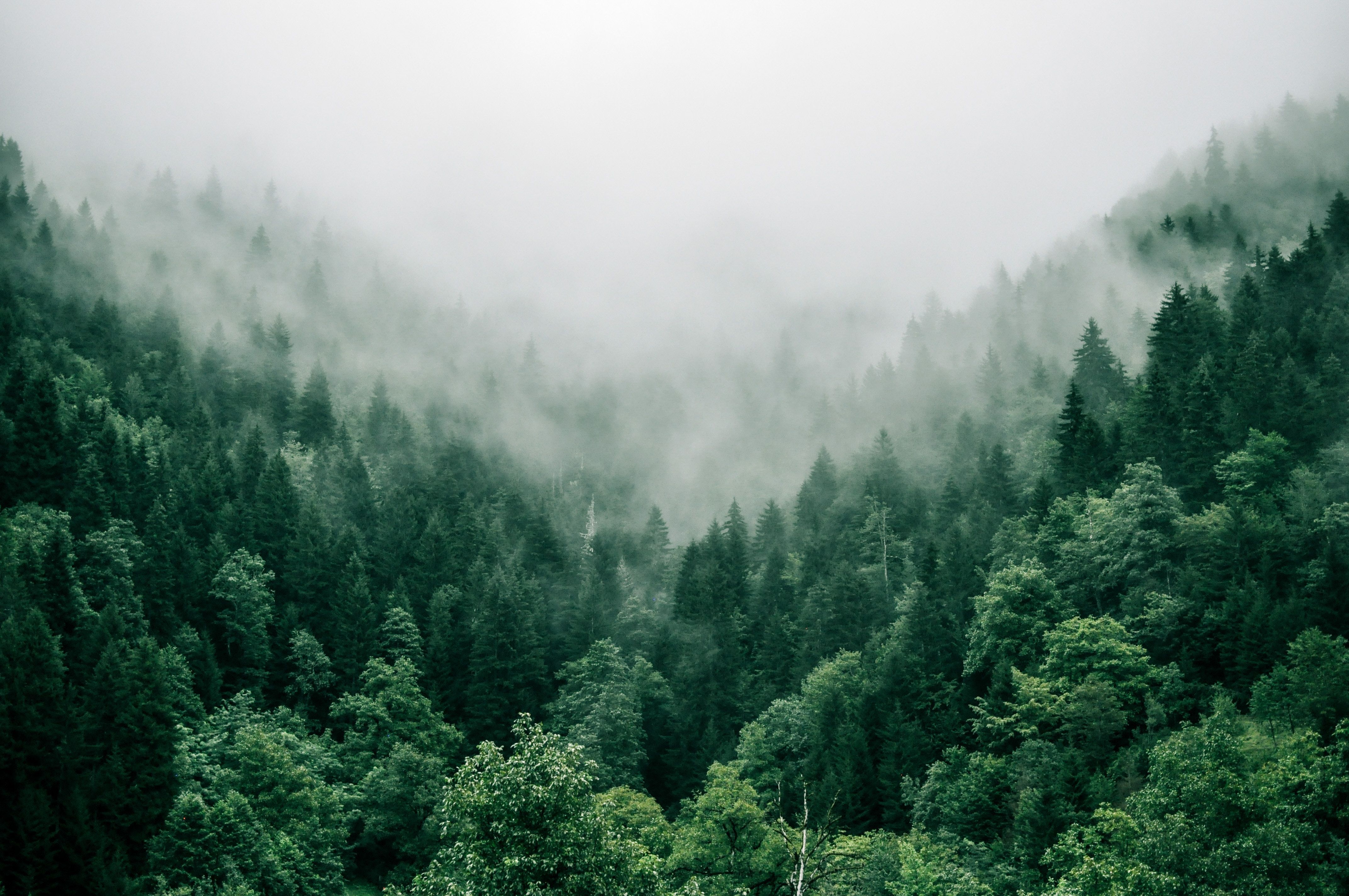 4288x2848 Moody Nature Wallpaper