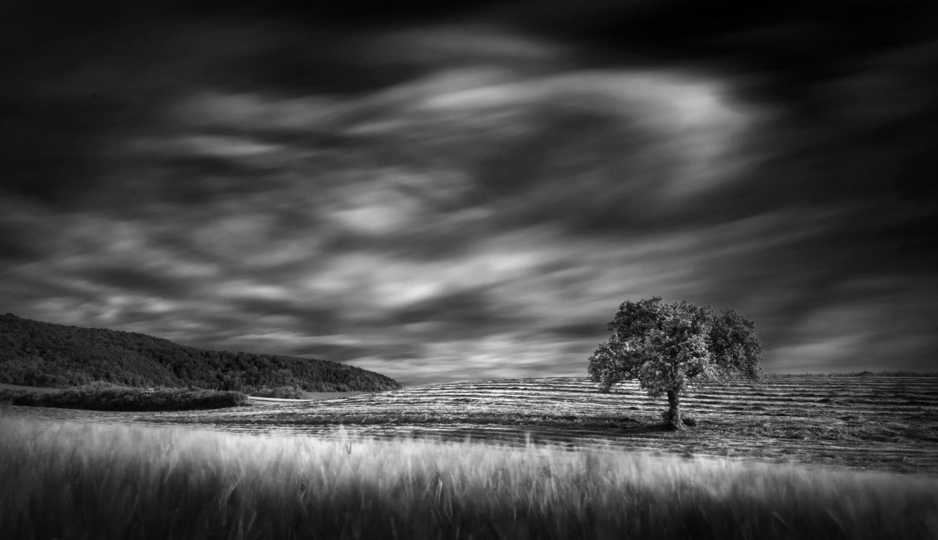 1920x1106 Solitary Tree in a Moody Black & White Field Landscape HD Wallpaper