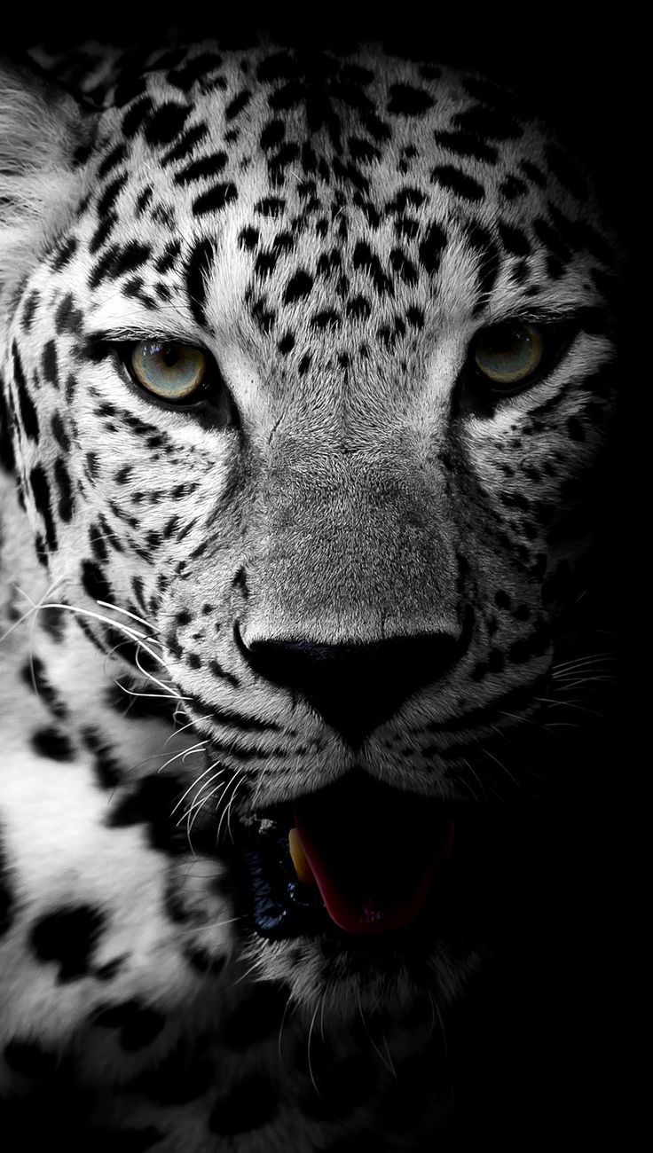 736x1300 Leopard Black and White 5k Ultra HD Wallpaper