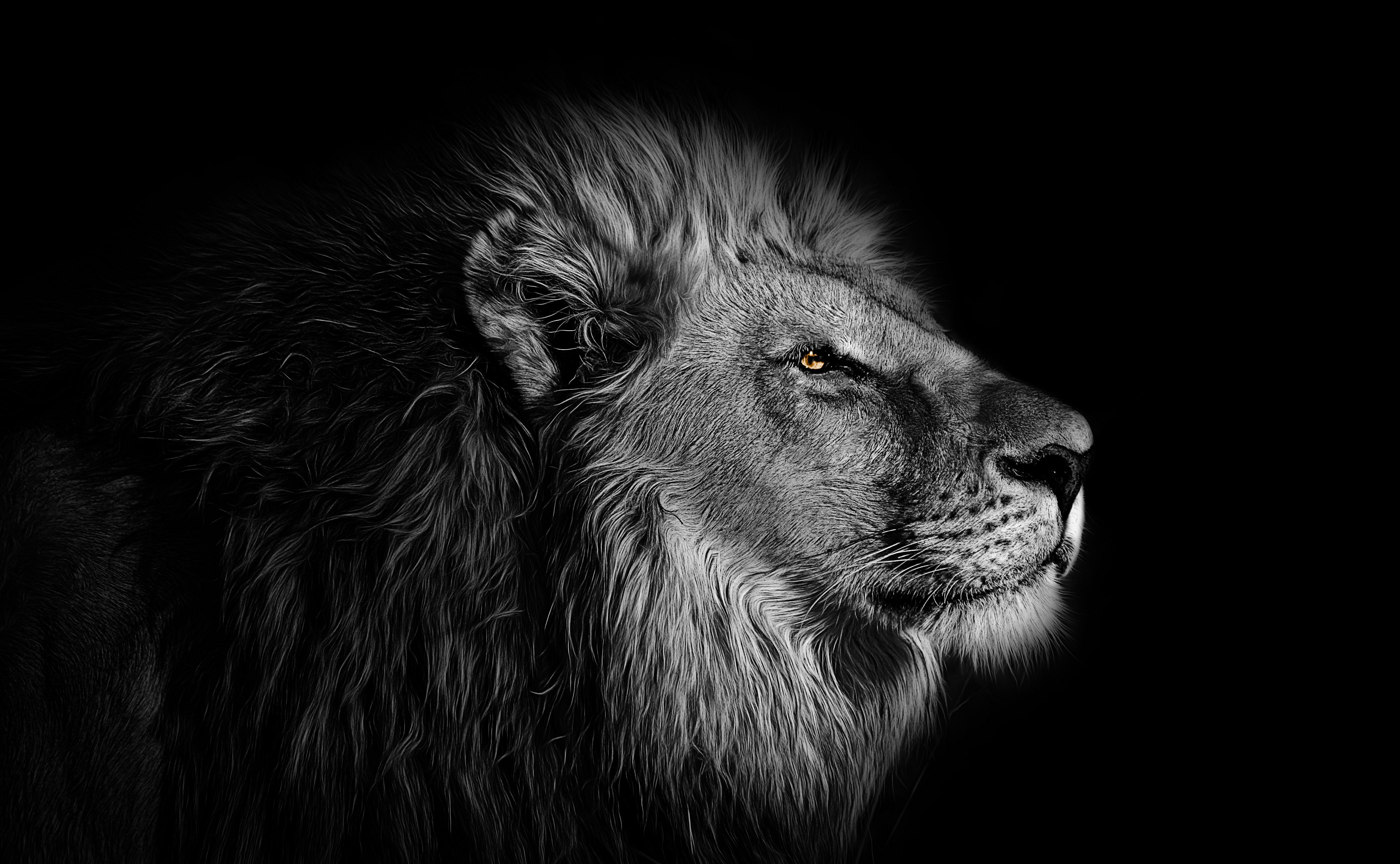 4200x2592 Lion Wallpaper 4K, African, Black background, 5K