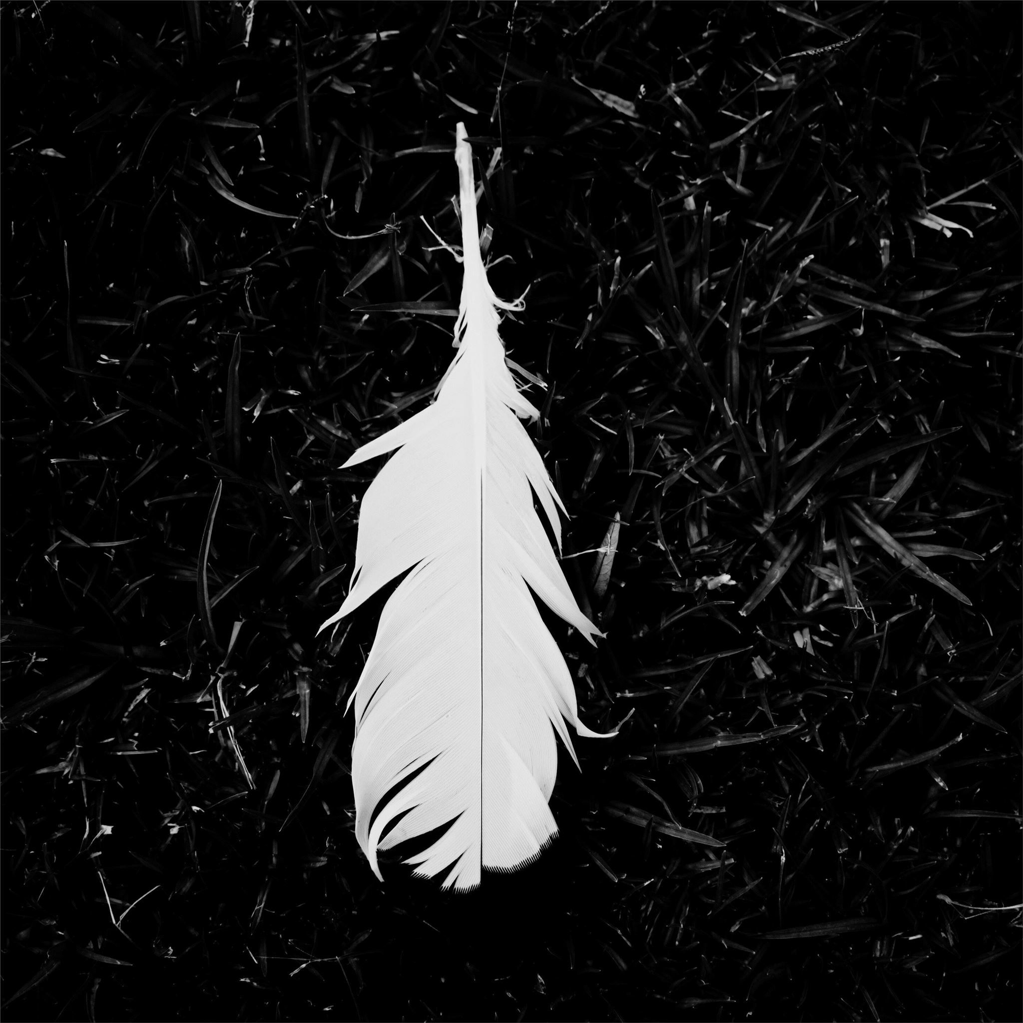 2048x2048 feather black and white 5k iPad Air Wallpaper Free Download