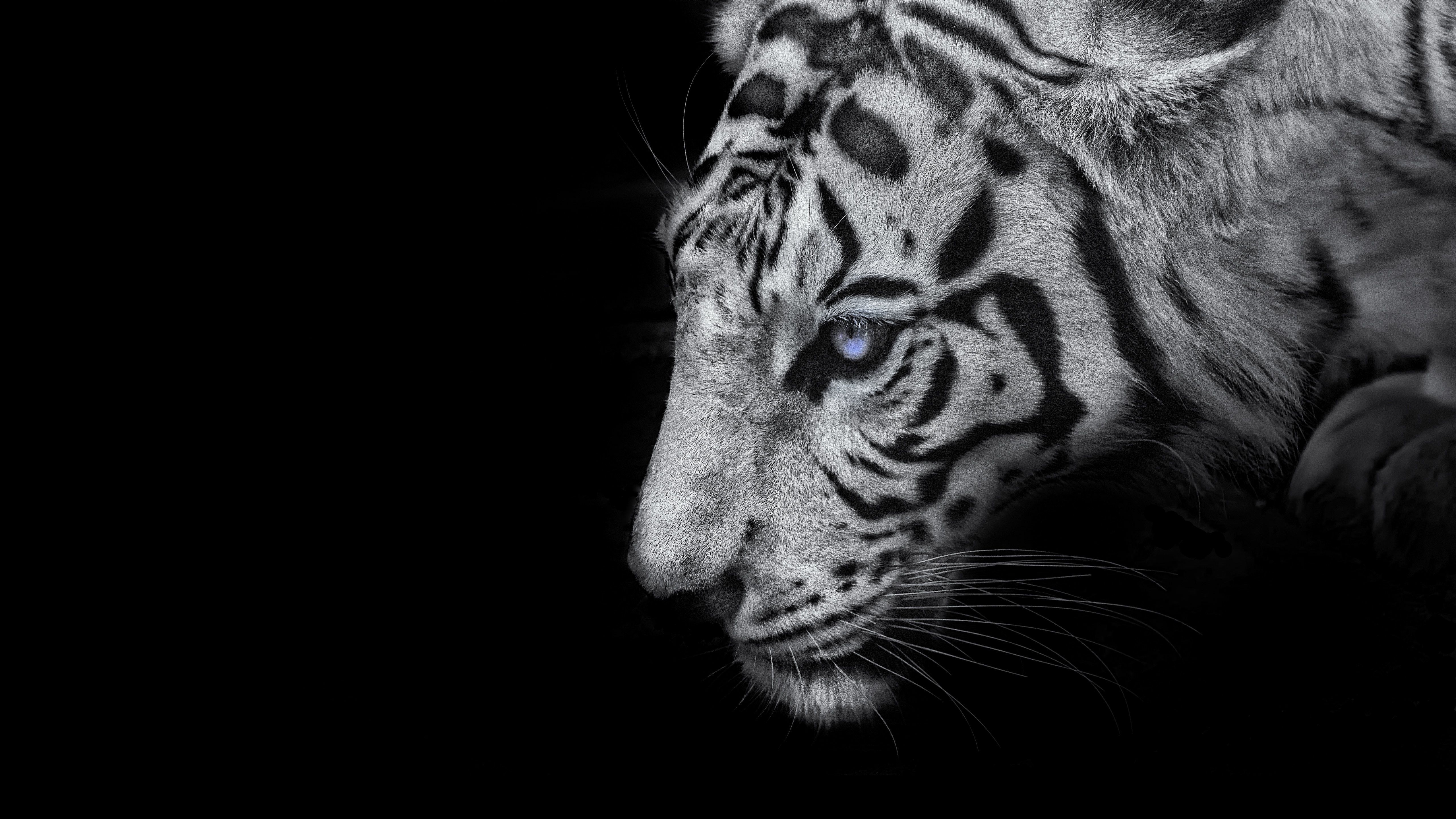 5120x2880 White tiger Wallpaper 4K, Black background, 5K