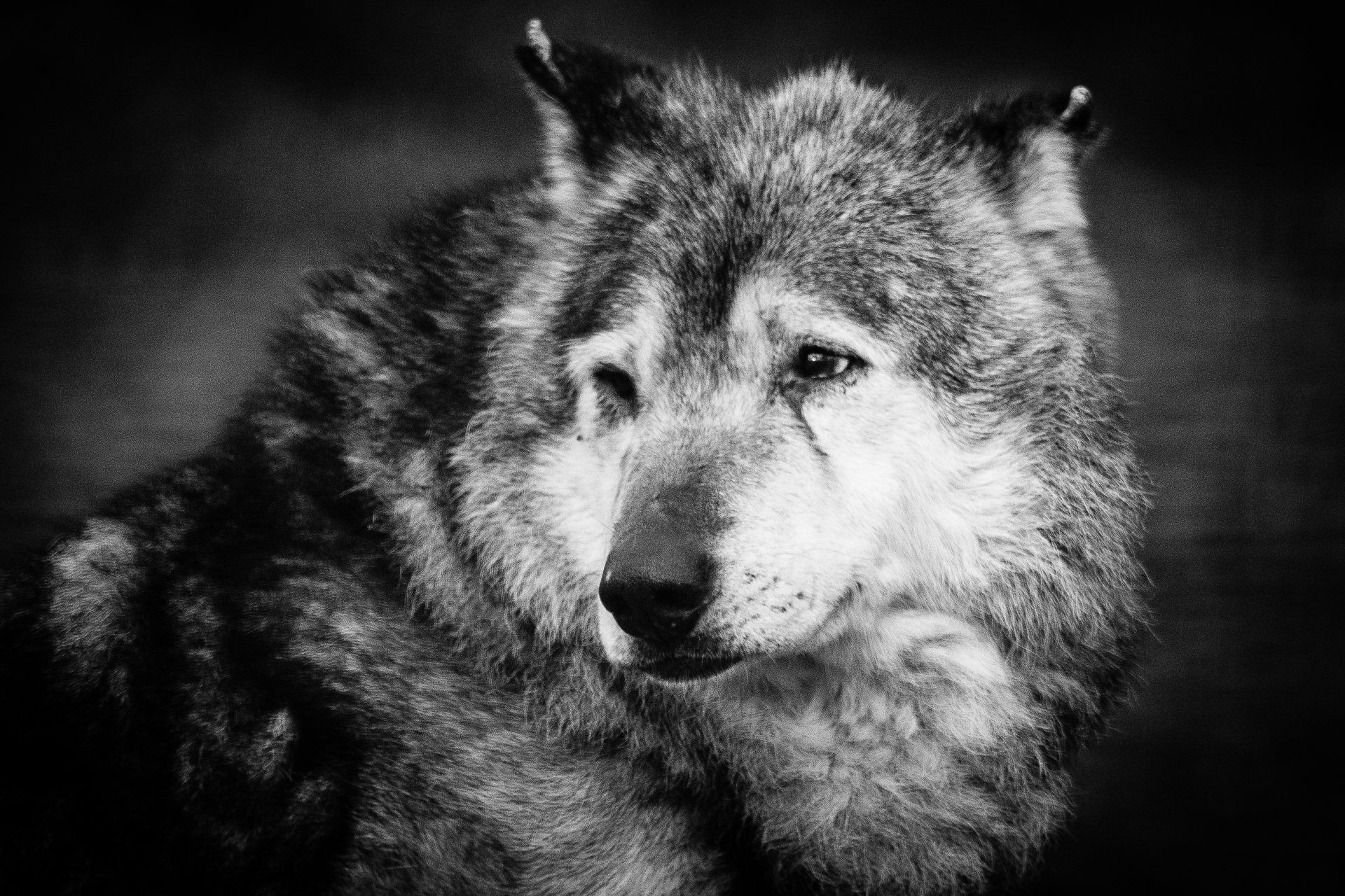 1920x1280 Monochrome Alpha: 5K Wolf Ultra HD Wallpaper