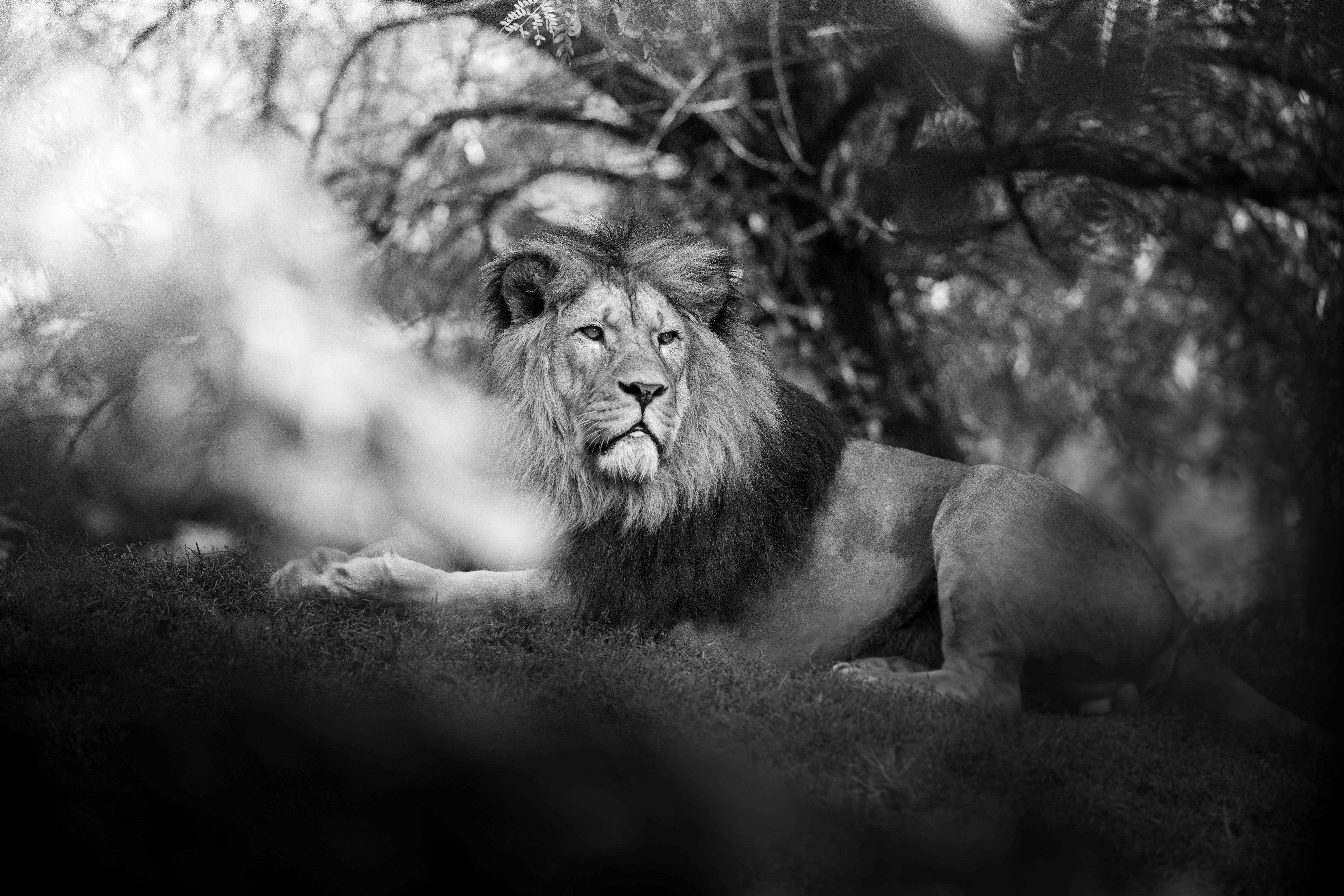 6720x4480 Monochrome Lion 5k Wallpaper, HD Animals Wallpaper, 4k Wallpaper, Image, Background, Photos and Picture