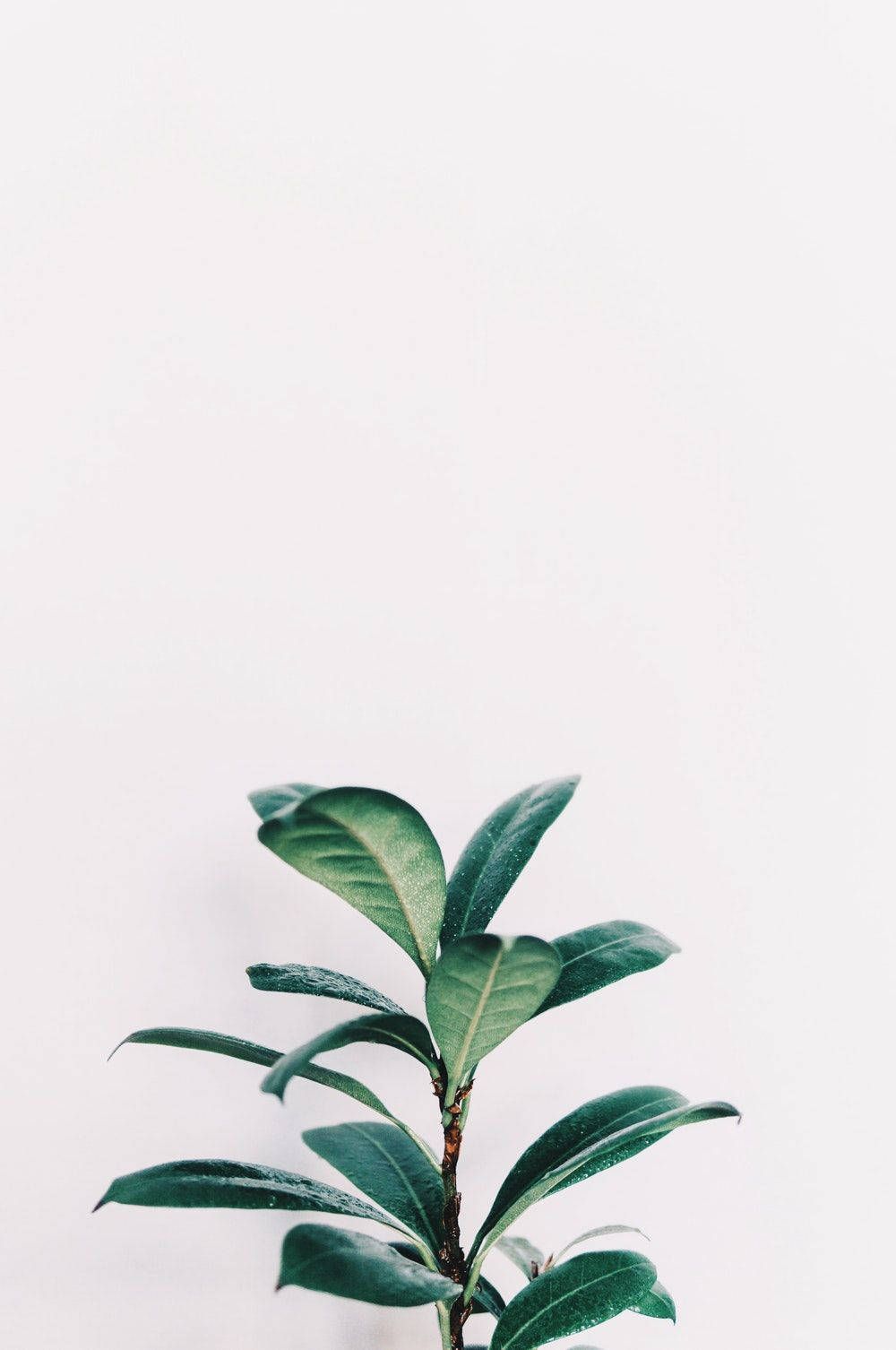 1000x1506 Download Healthy Plant Green And White Aesthetic Wallpaper