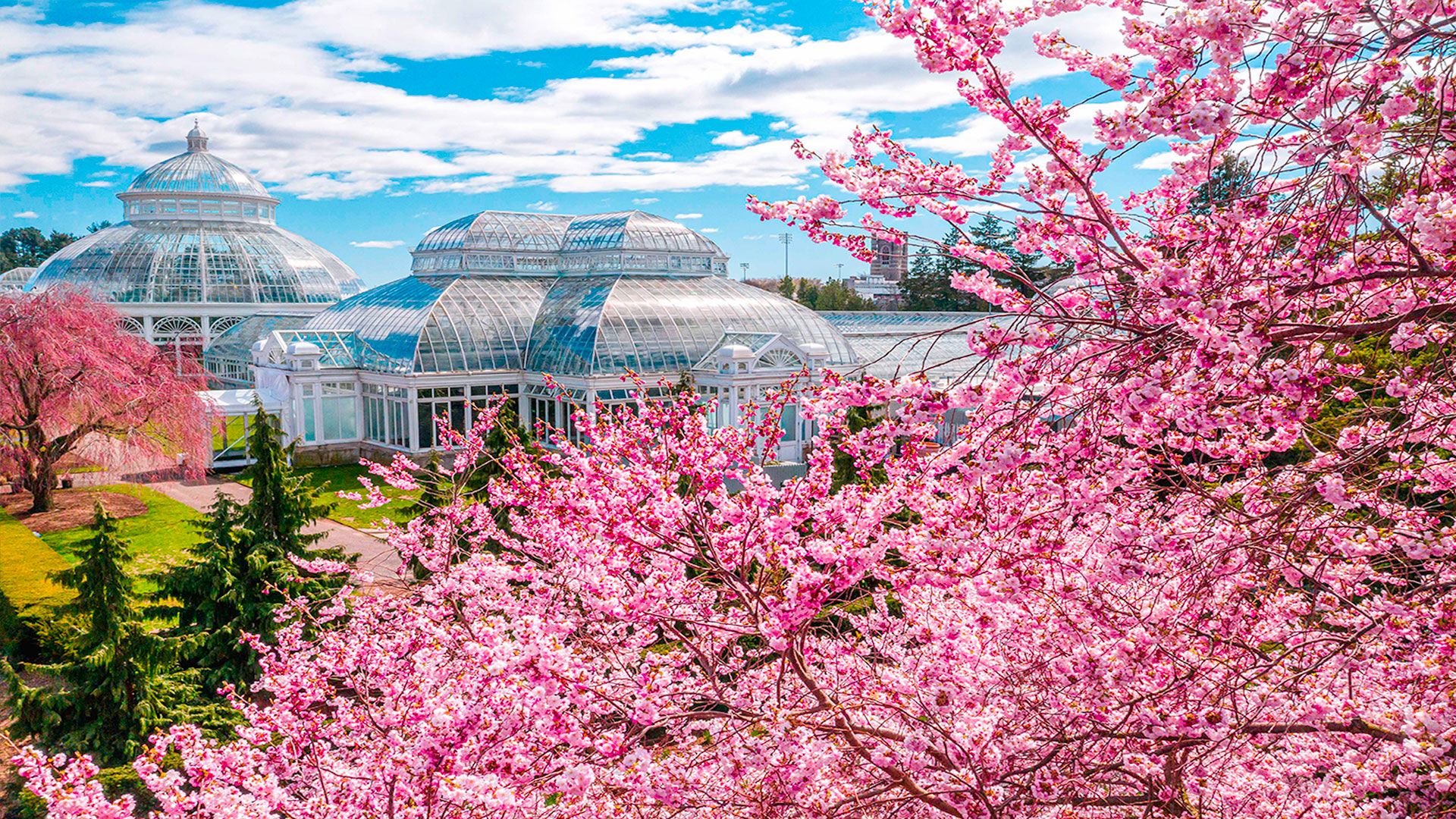 1920x1080 My NYBG Wallpaper. New York Botanical Garden