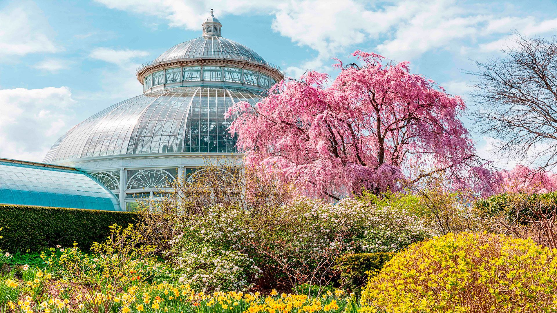 1920x1080 My NYBG Wallpaper. New York Botanical Garden