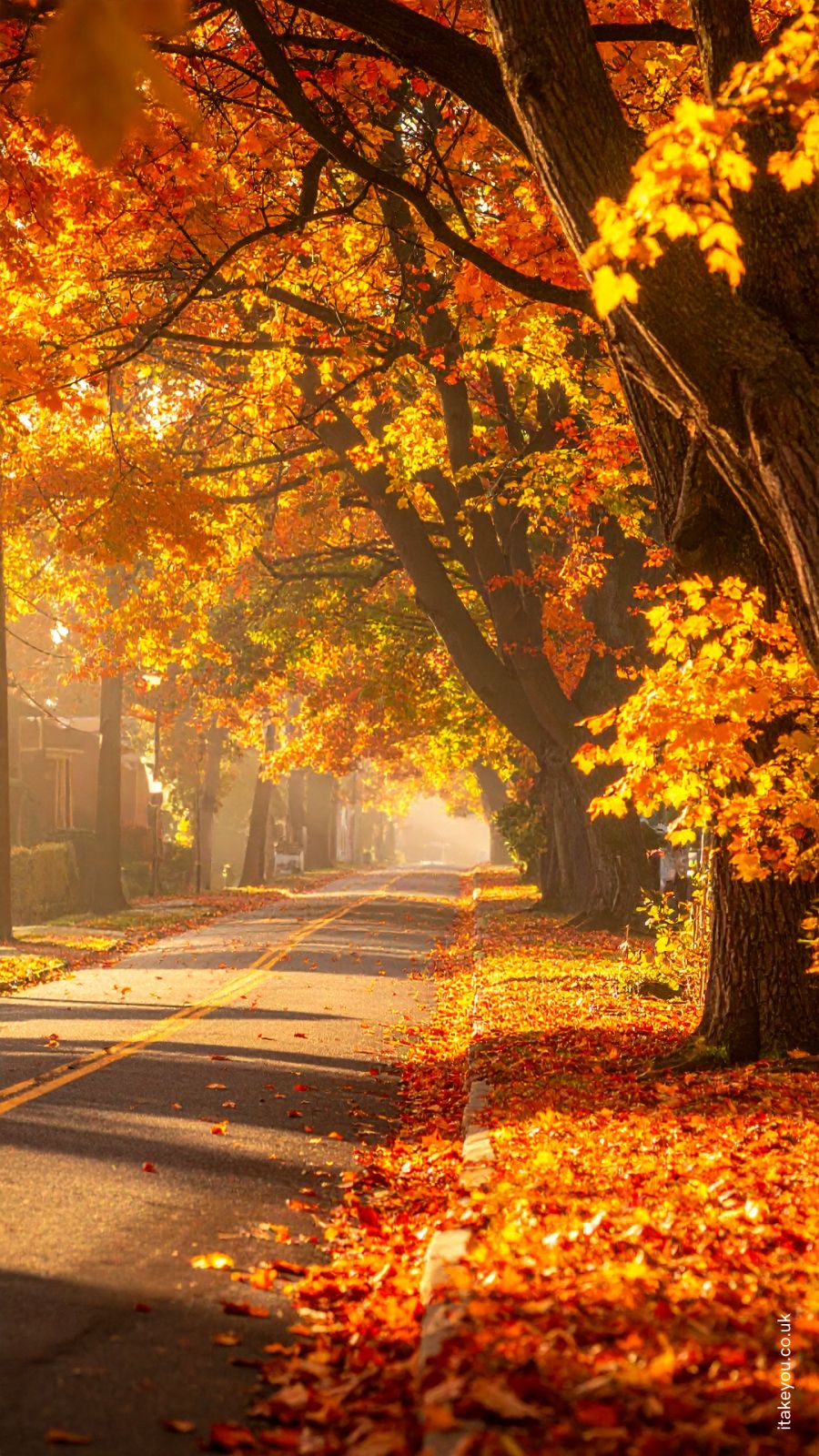 900x1600 Autumn Aesthetic Wallpaper Phone : Golden Autumn Street: Crisp Leaves