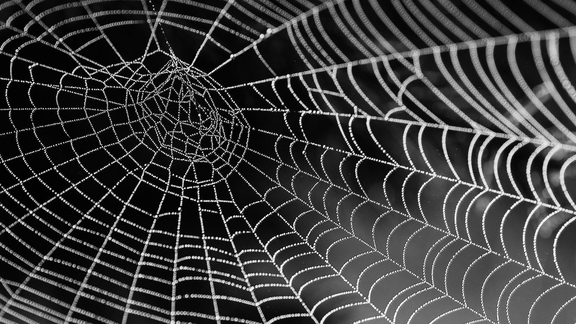 1920x1080 Vite Powered SPAs In ASP.NET Core Projects