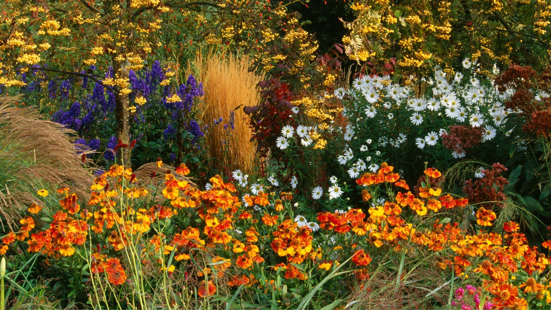 1920x1080 Fall Garden Color