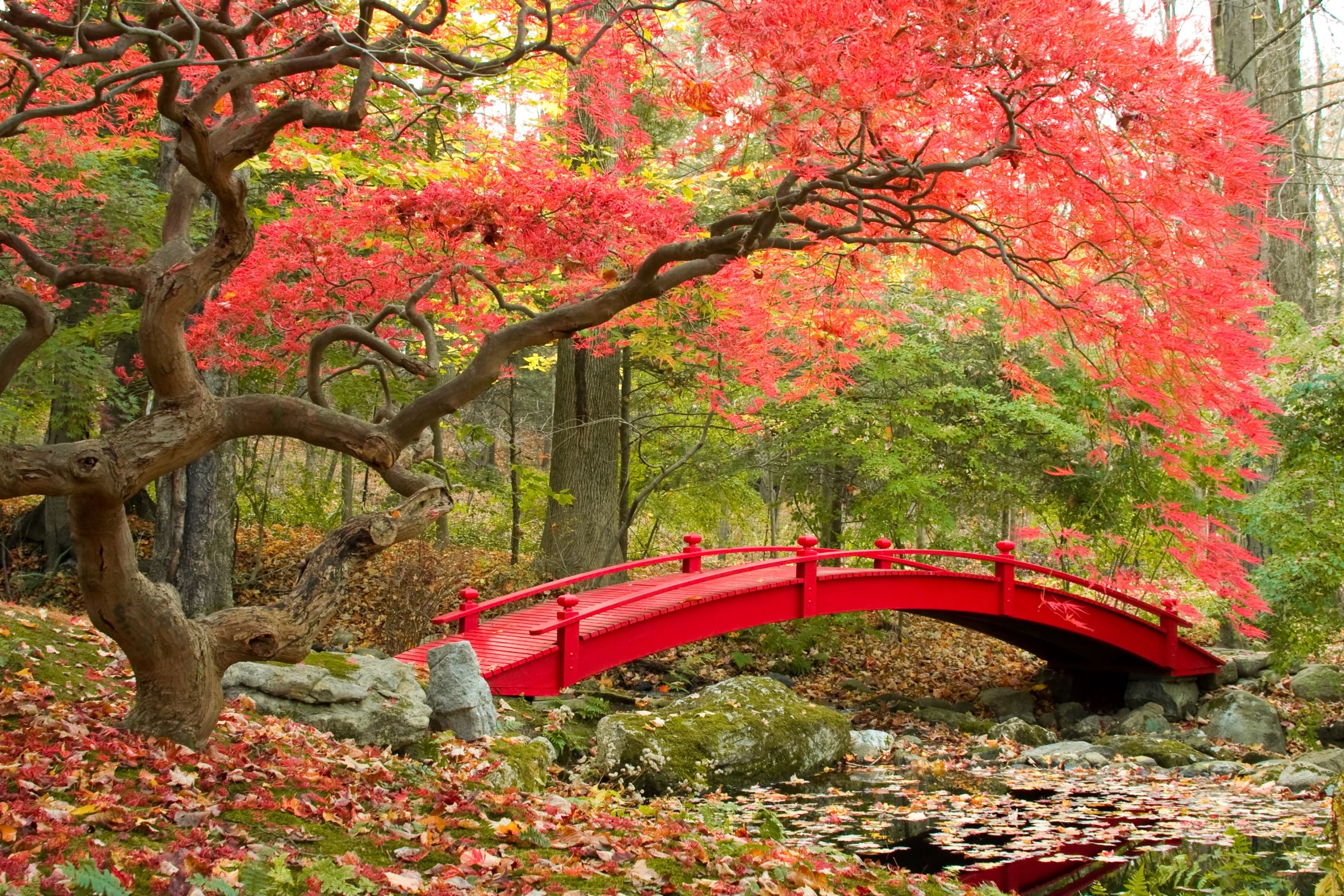 4265x2844 Wallpaper park, bridge, Park, bridge, Japanese garden, fall season, autumn, autumn for mobile and desktop, section пейзажи, resolution 4265x2844