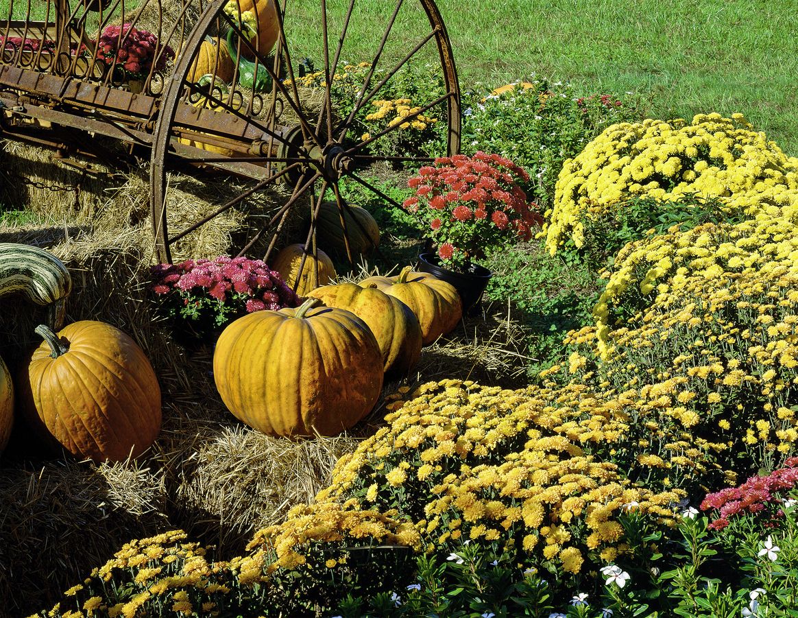 1164x901 How To Transition Your Summer Garden to Autumn
