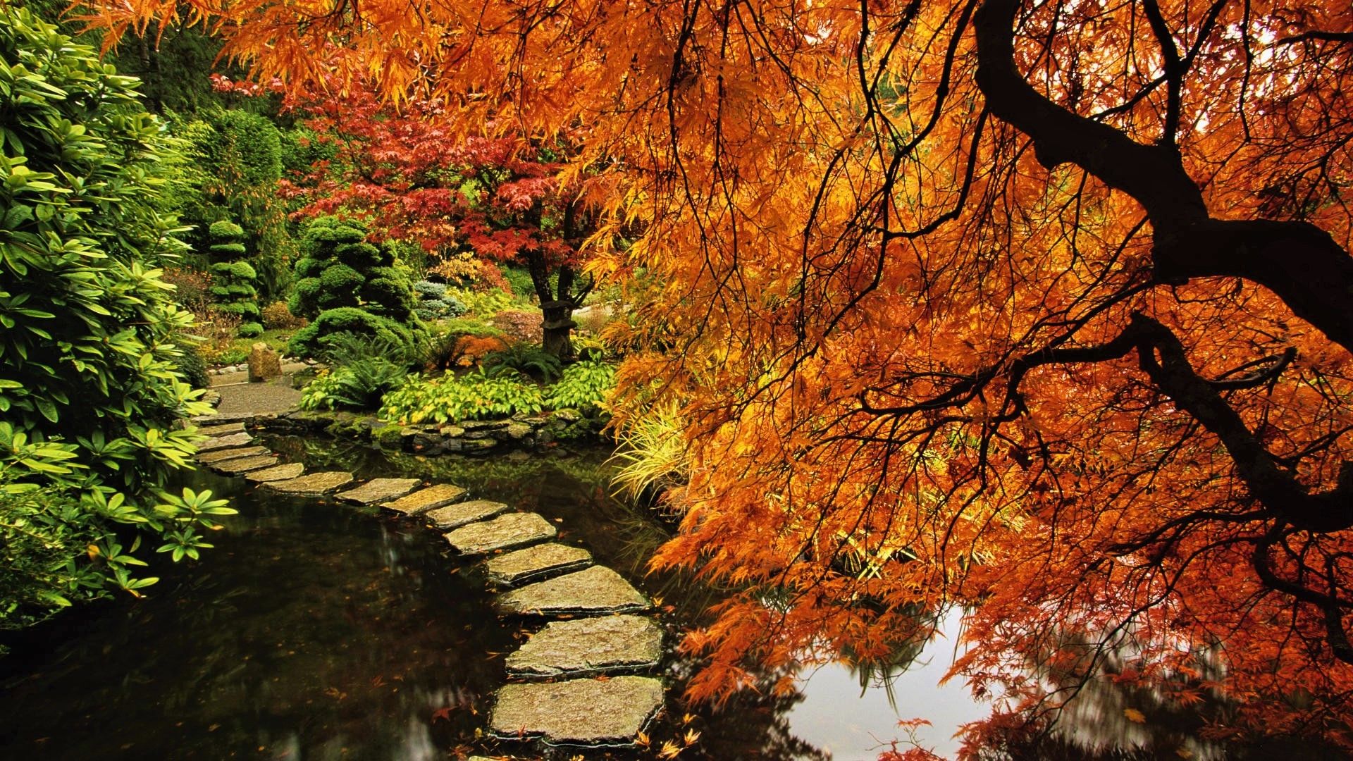 1920x1080 Autumn Serenity: Man Made Garden Path Through Vibrant Fall Trees HD Wallpaperx1080