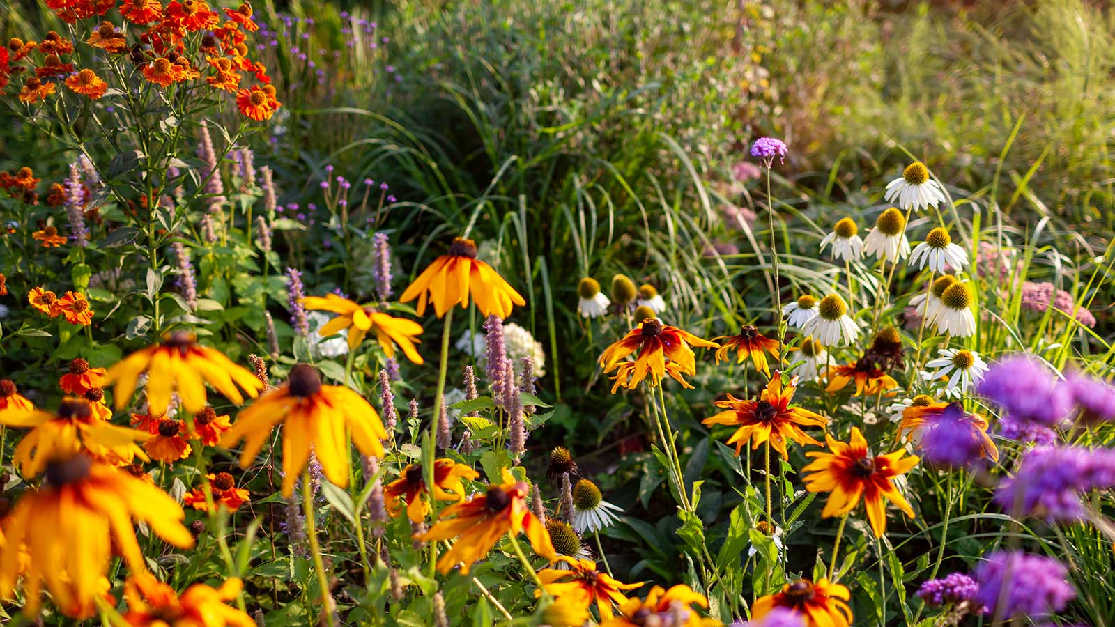 1600x900 Your August Garden Reset For An Easy, Colorful Fall. Homes and Gardens