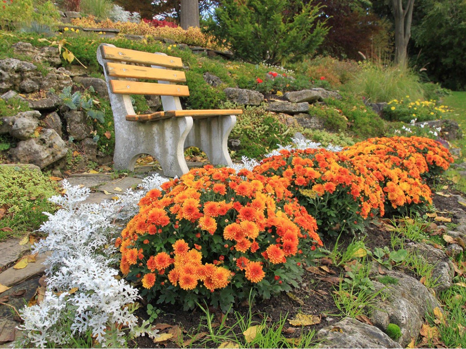 1600x1200 Autumn Gardening Ideas