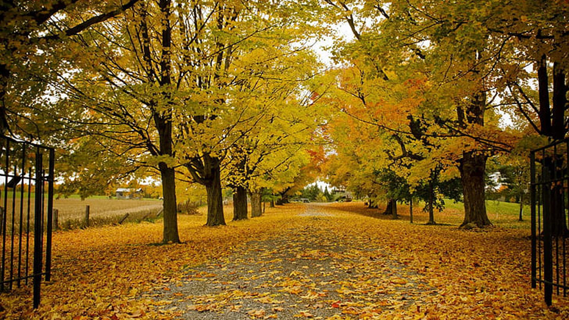1920x1080 Green Yellow Autumn Trees Dry Leaves Garden Background HD Autumn Wallpaper