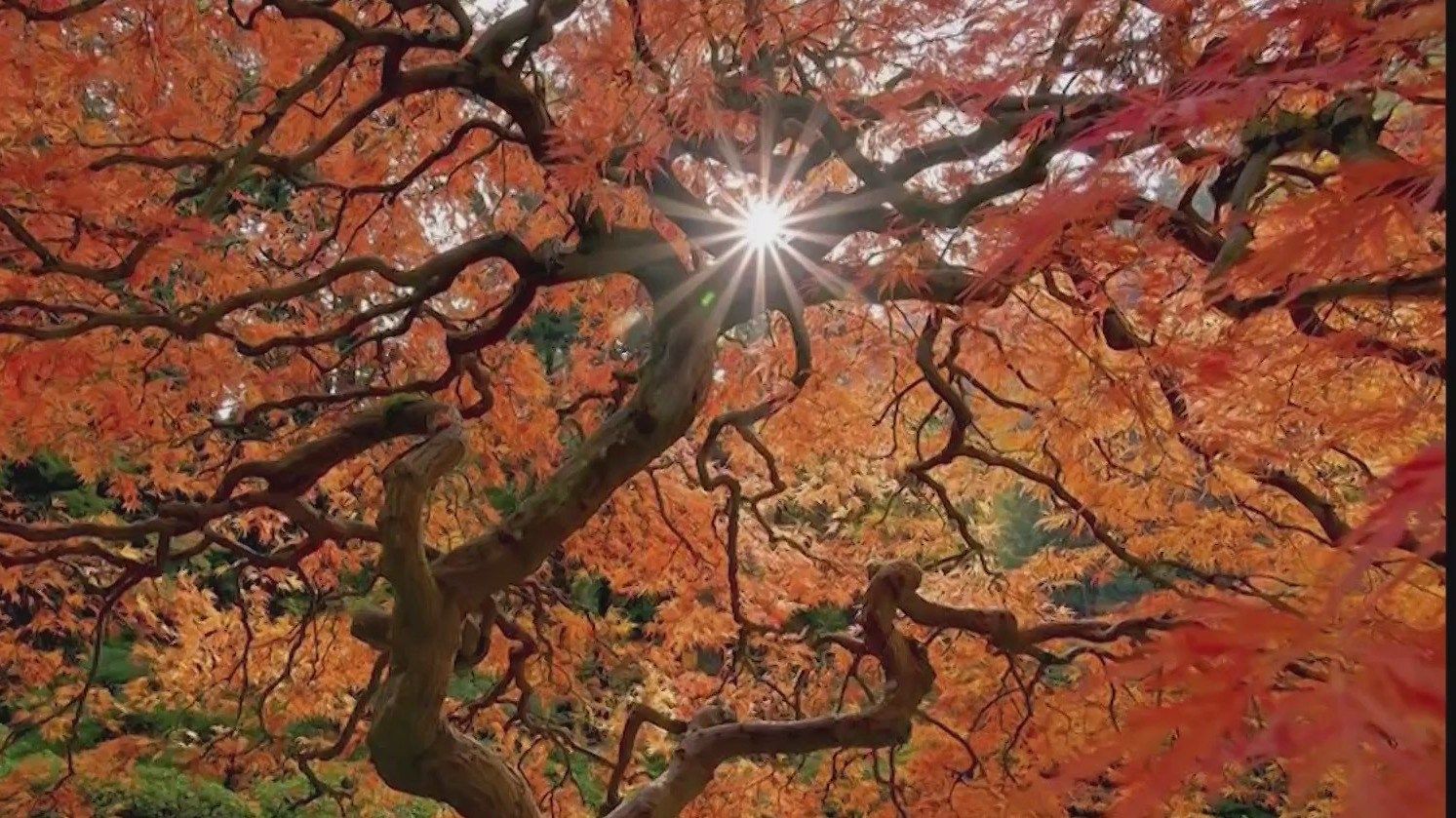 1493x839 Portland Japanese Garden named one of the most underrated spots for fall foliage in the U.S