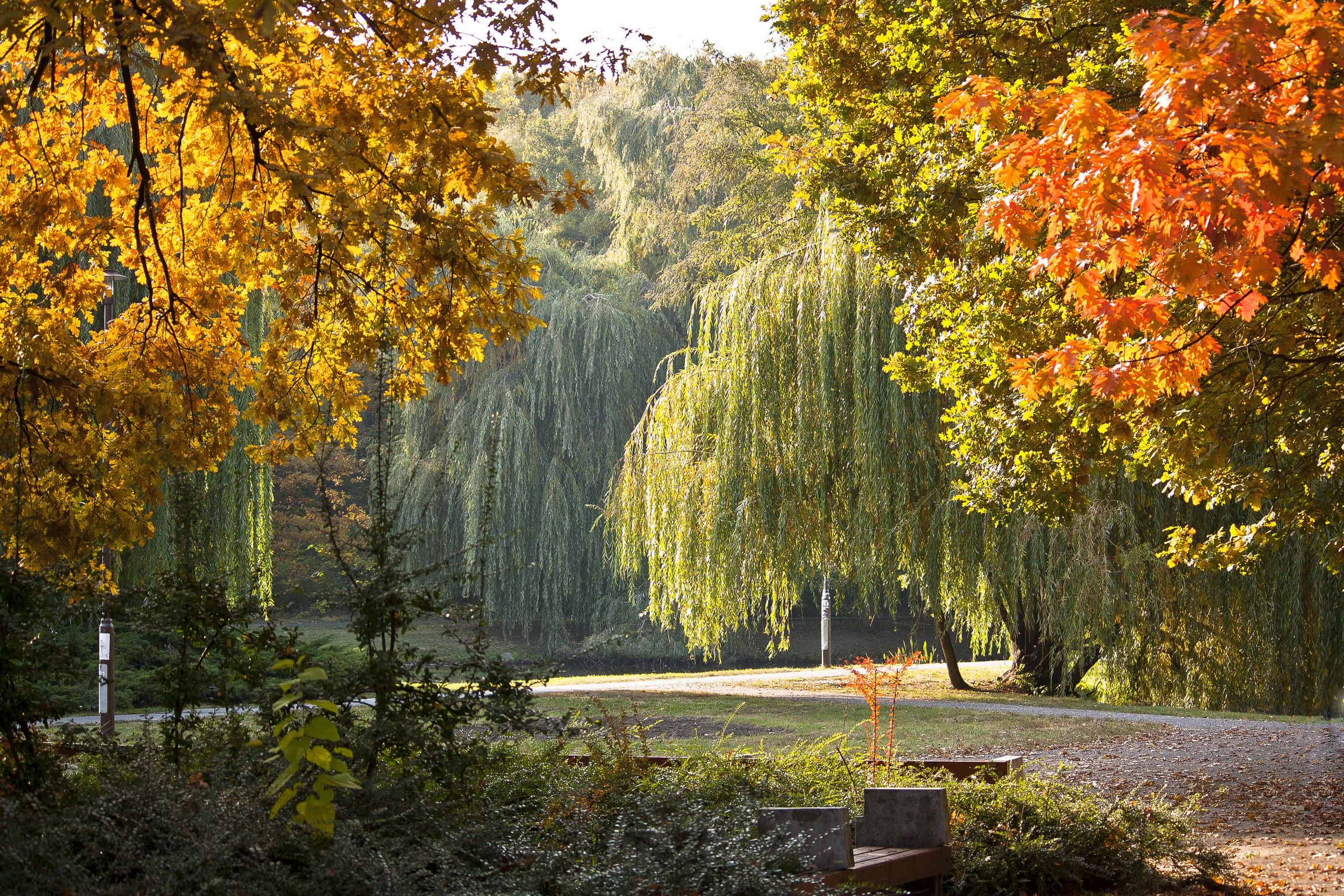 2304x1536 park, Trees, Garden, Autumn, Fall, Seasons Wallpaper HD / Desktop and Mobile Background