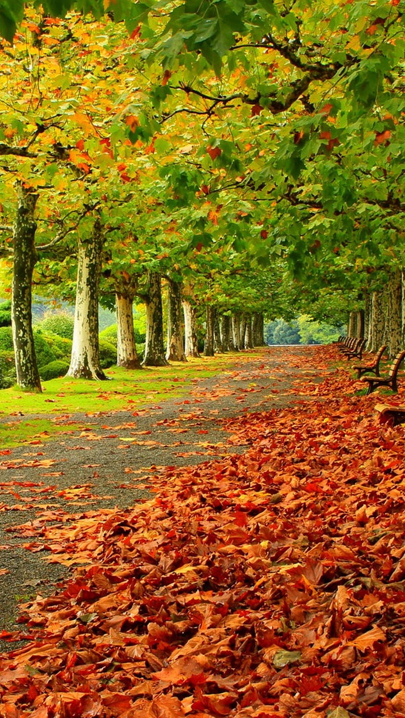 800x1417 Autumn, fall, garden, leaves, HD phone wallpaper