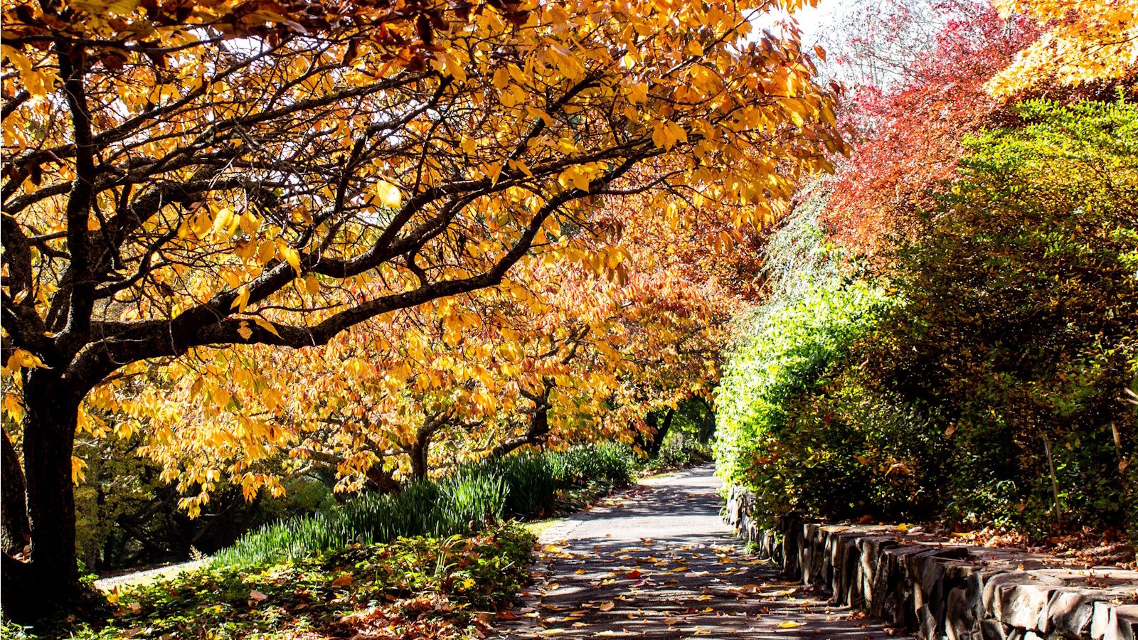 1600x900 Unexpected plants for fall color: 5 expert picks. Homes and Gardens